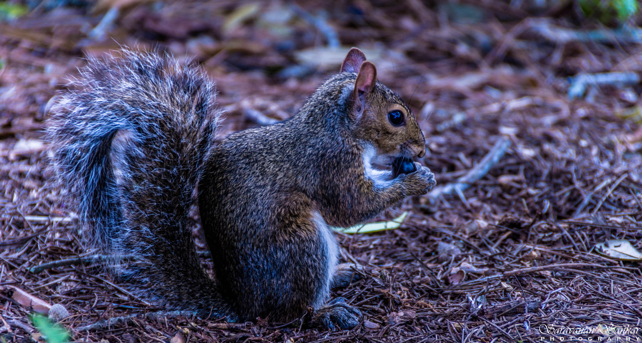 Sony SLT-A65 (SLT-A65V) sample photo. Hungry! photography