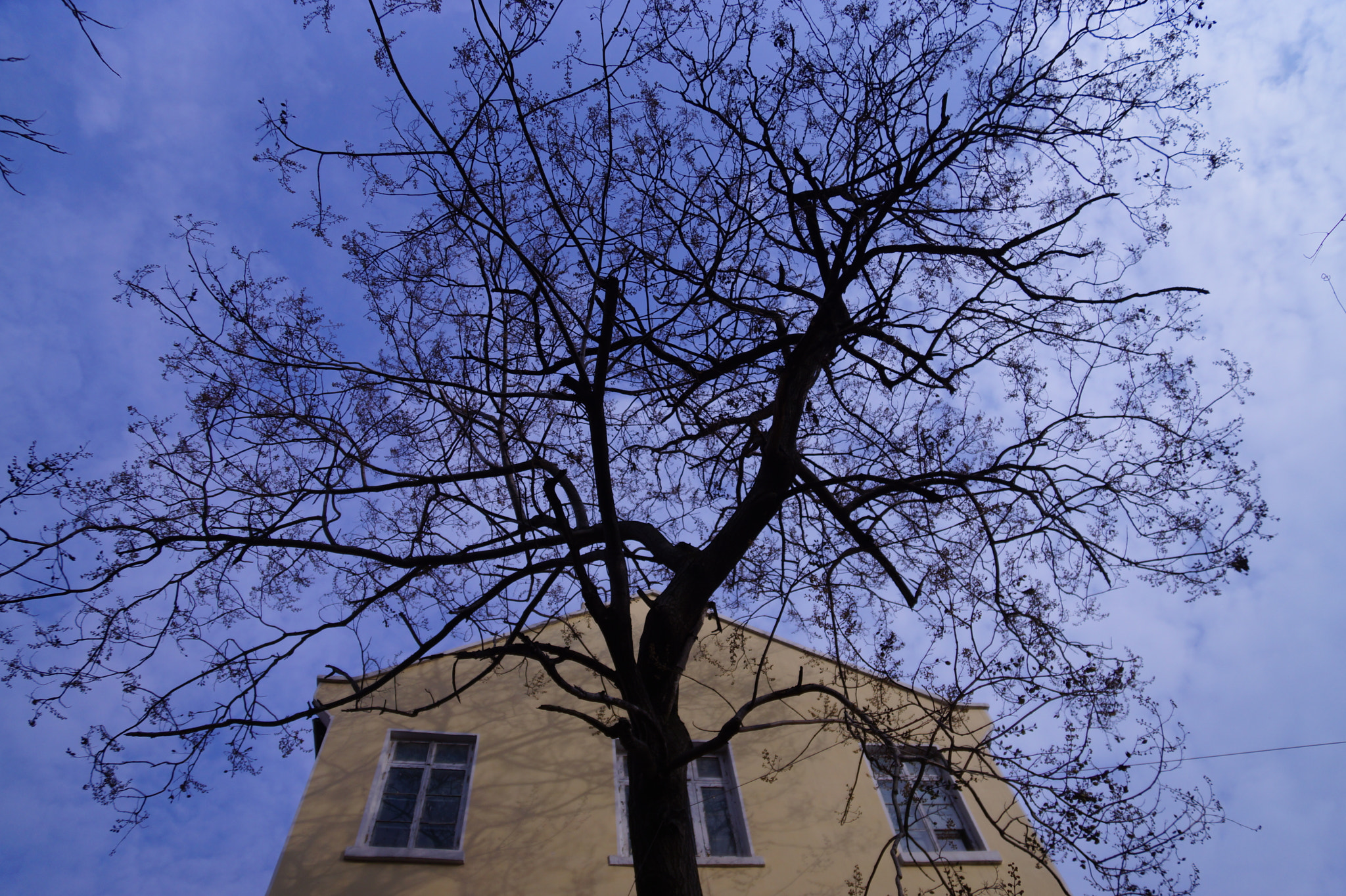 Sony SLT-A77 sample photo. Tree in memory photography