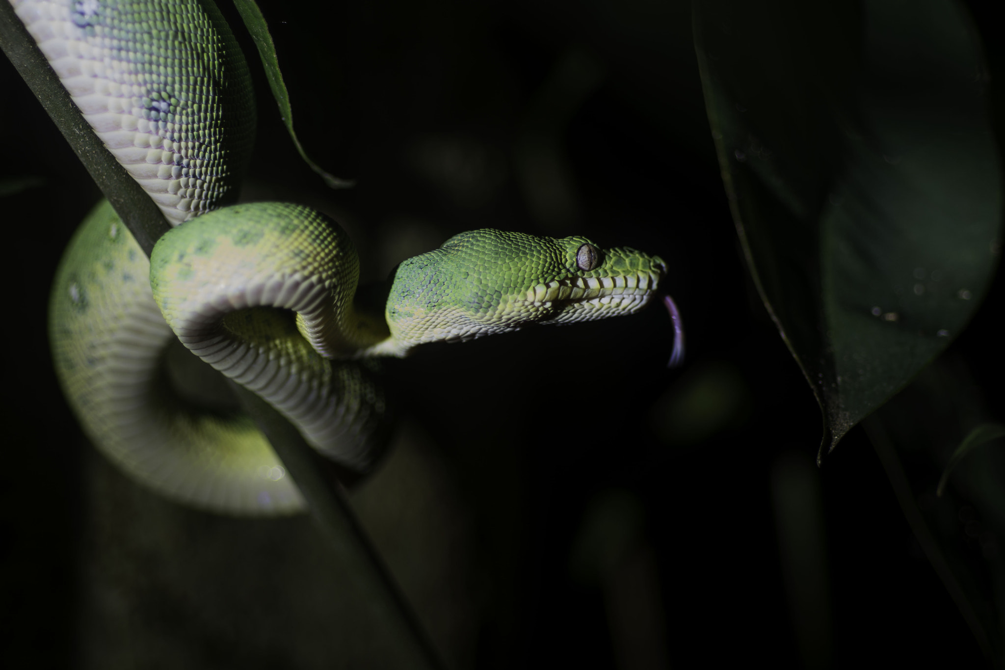 Nikon D7100 + Nikon AF Micro-Nikkor 60mm F2.8D sample photo. Emerald tree boa photography