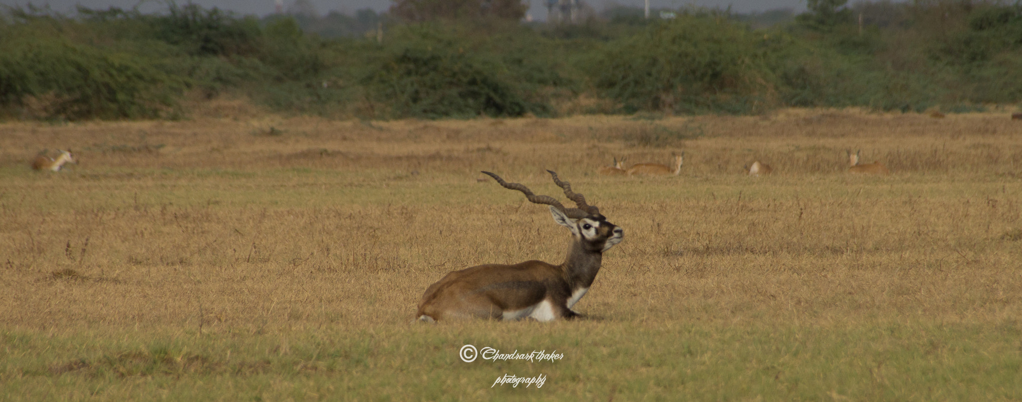Sigma 18-250mm F3.5-6.3 DC OS HSM sample photo. Indian blackbuck photography
