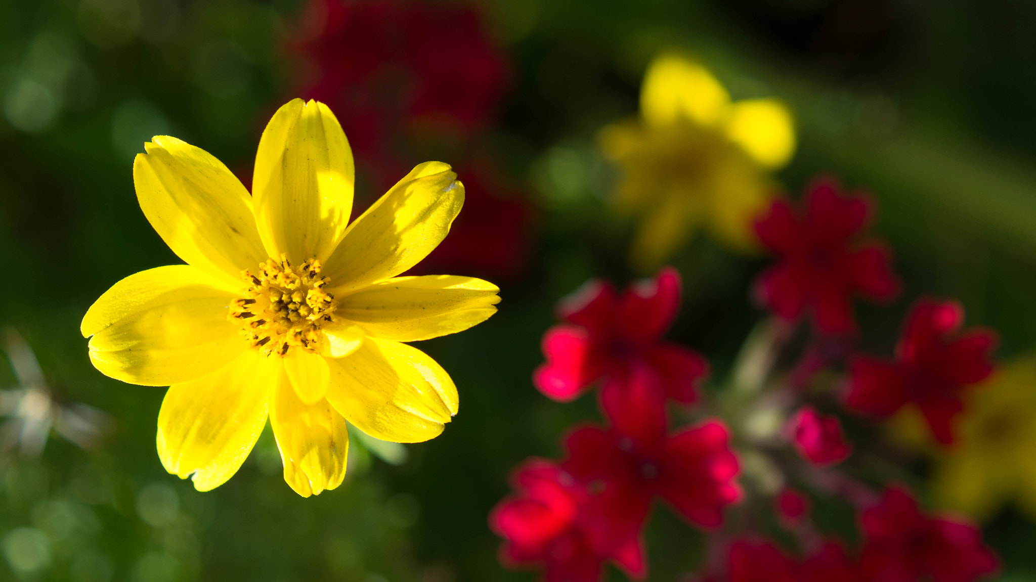 Sony SLT-A37 + Sony DT 30mm F2.8 Macro SAM sample photo. Hey, there! photography