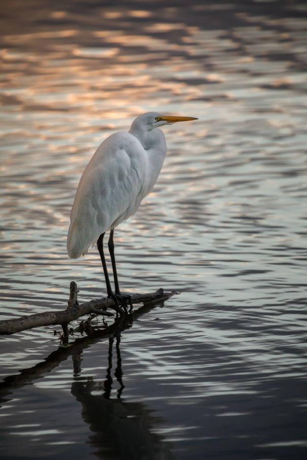 Canon EOS 5D Mark IV + Canon EF 70-200mm F2.8L IS II USM sample photo. Egret at sunrise photography