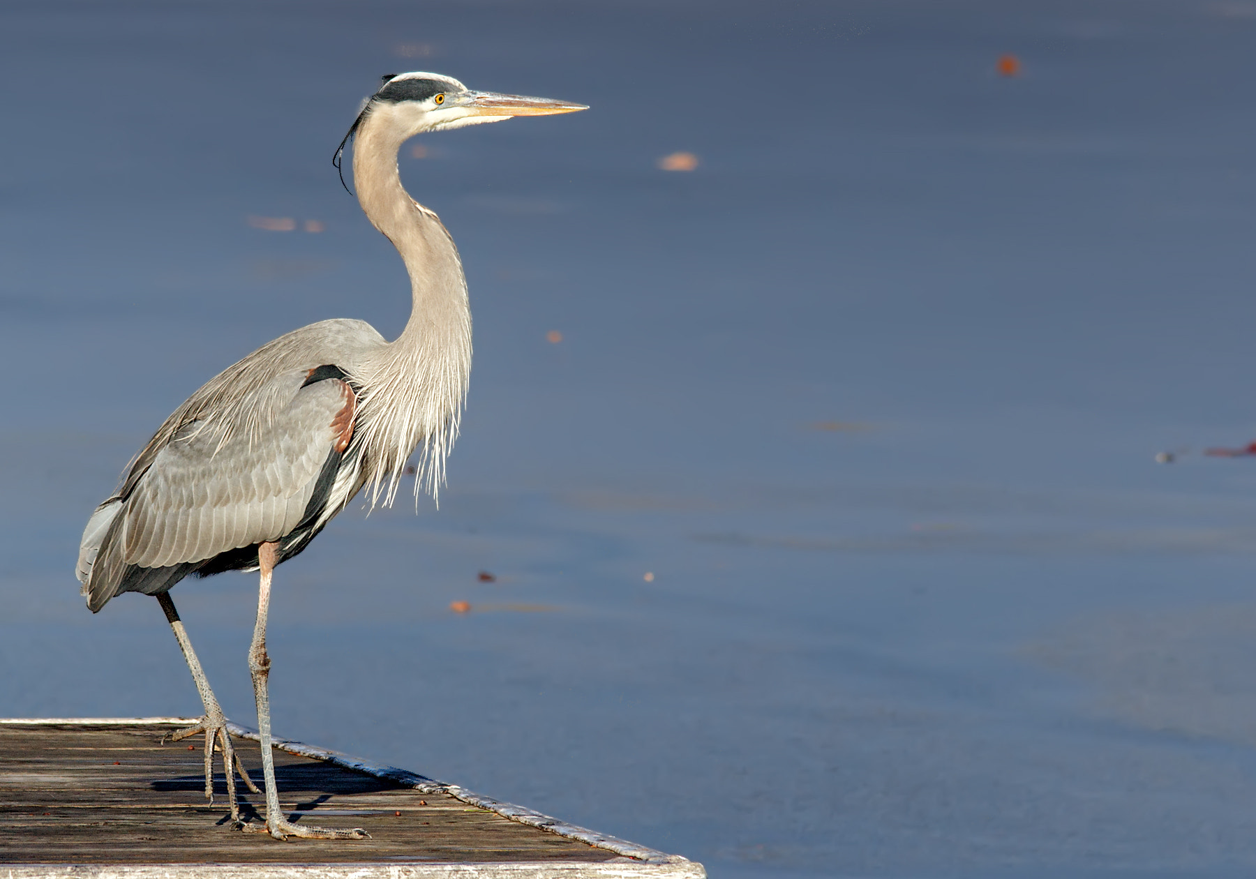 Sigma 150-500mm F5-6.3 DG OS HSM sample photo. Blue heron photography