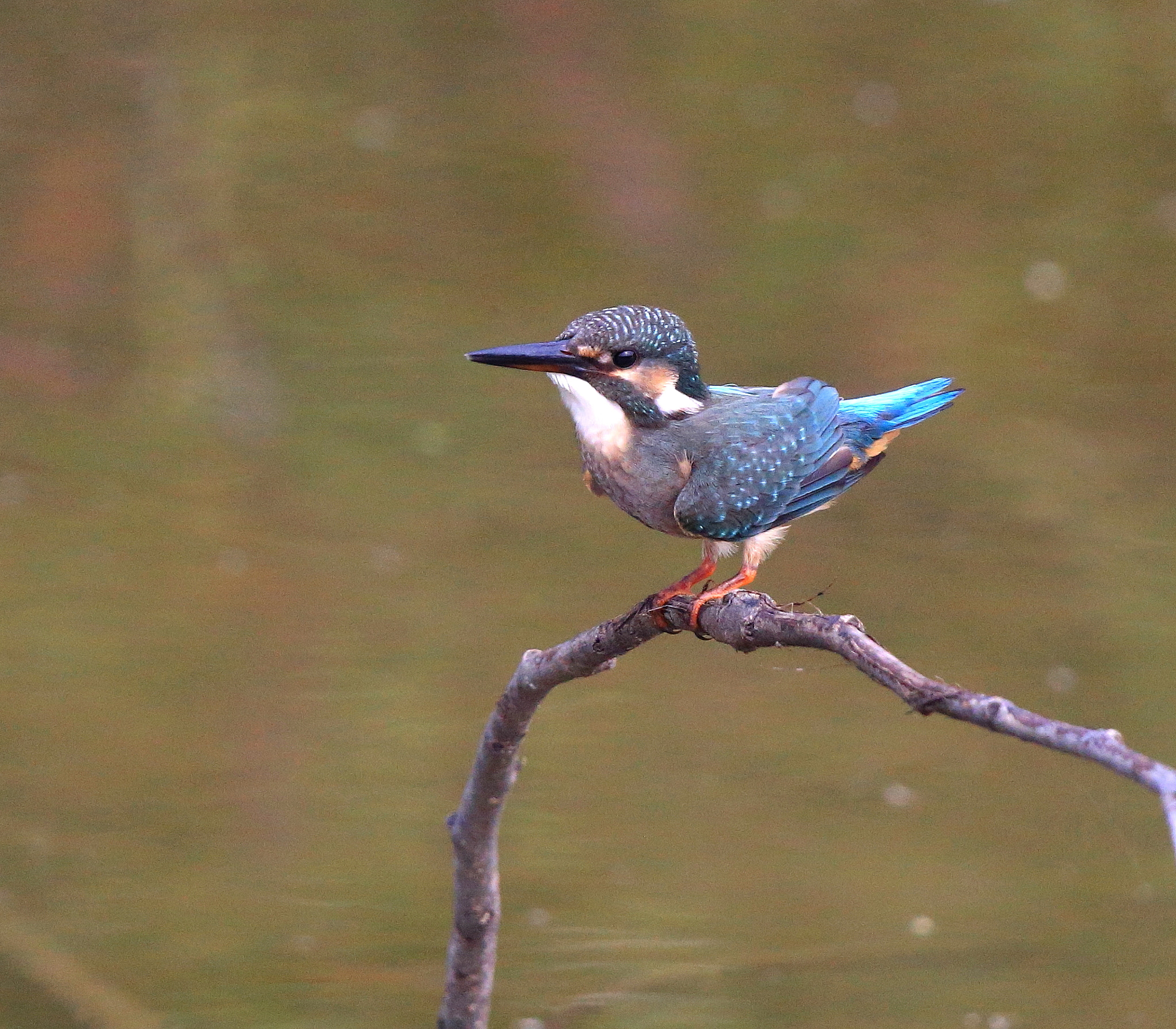 Canon EOS-1D X + Canon EF 600mm F4L IS II USM sample photo. 023 photography