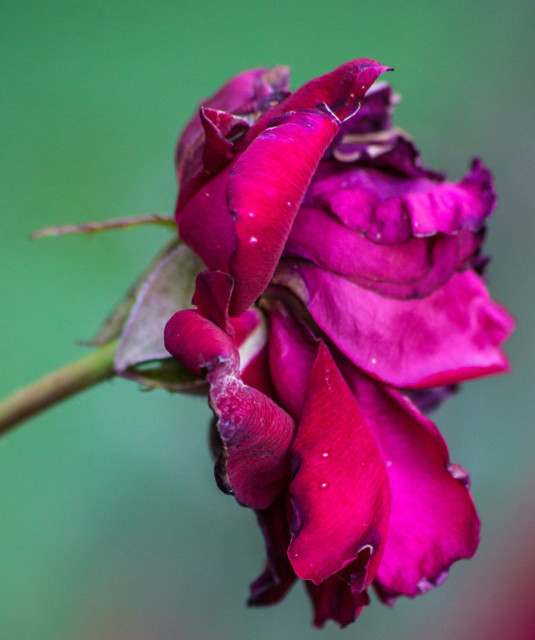 Sony 75-300mm F4.5-5.6 sample photo. Hummingbird in a rose photography