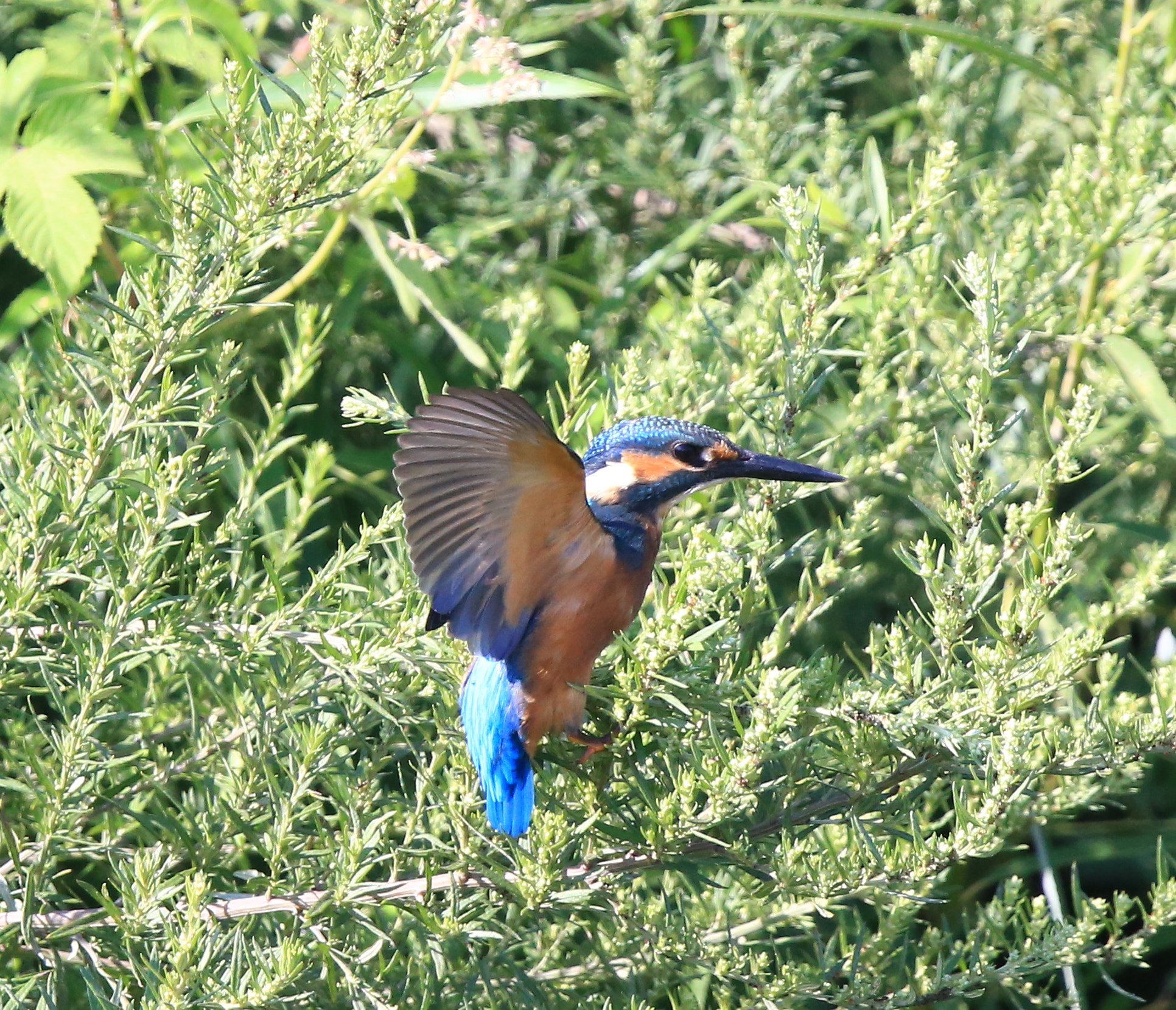 Canon EF 600mm F4L IS II USM sample photo. 270 photography