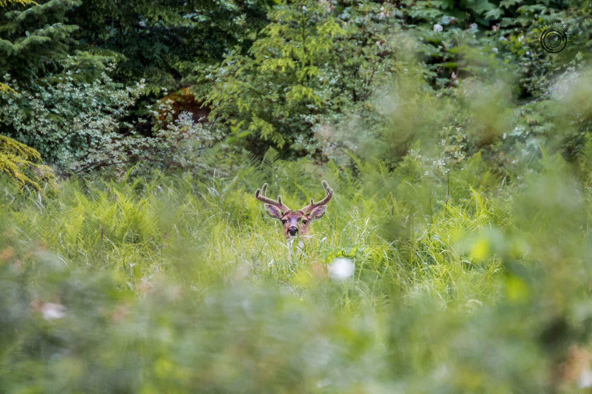 Tamron SP 35mm F1.8 Di VC USD sample photo. Buck photography