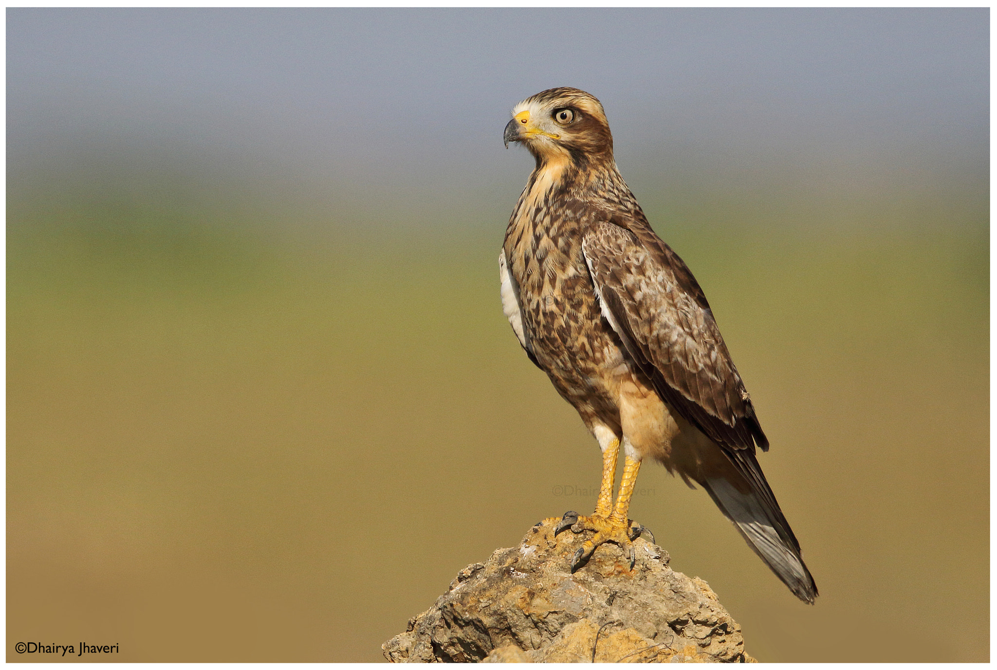 Canon EF 500mm F4L IS II USM sample photo. White-eyed buzzard photography