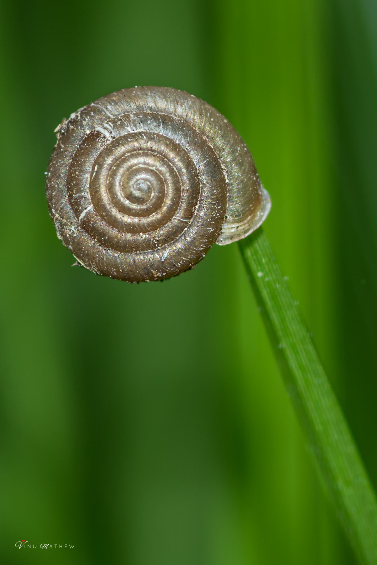 Tokina AT-X Pro 100mm F2.8 Macro sample photo. Lollipop photography