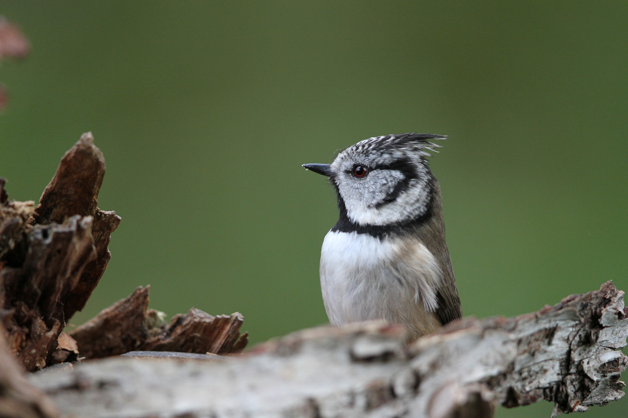 Canon EF 500mm F4L IS II USM sample photo. Crested tit photography