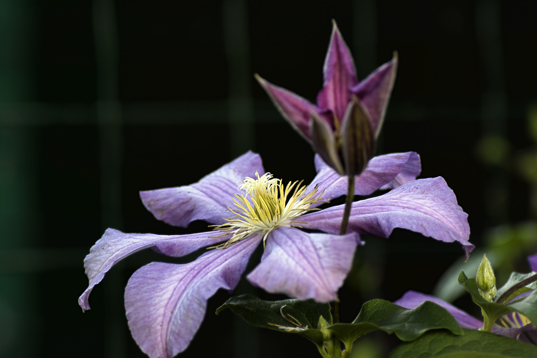 Nikon AF-Nikkor 80-200mm F2.8D ED sample photo. клематис сиреневый photography