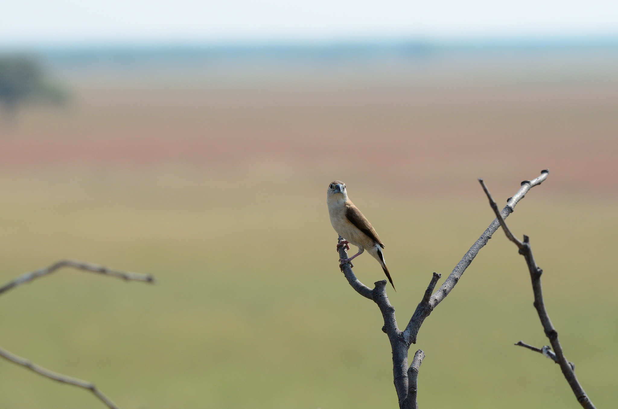 Nikon AF-S Nikkor 200-500mm F5.6E ED VR sample photo. Indian silverbill photography