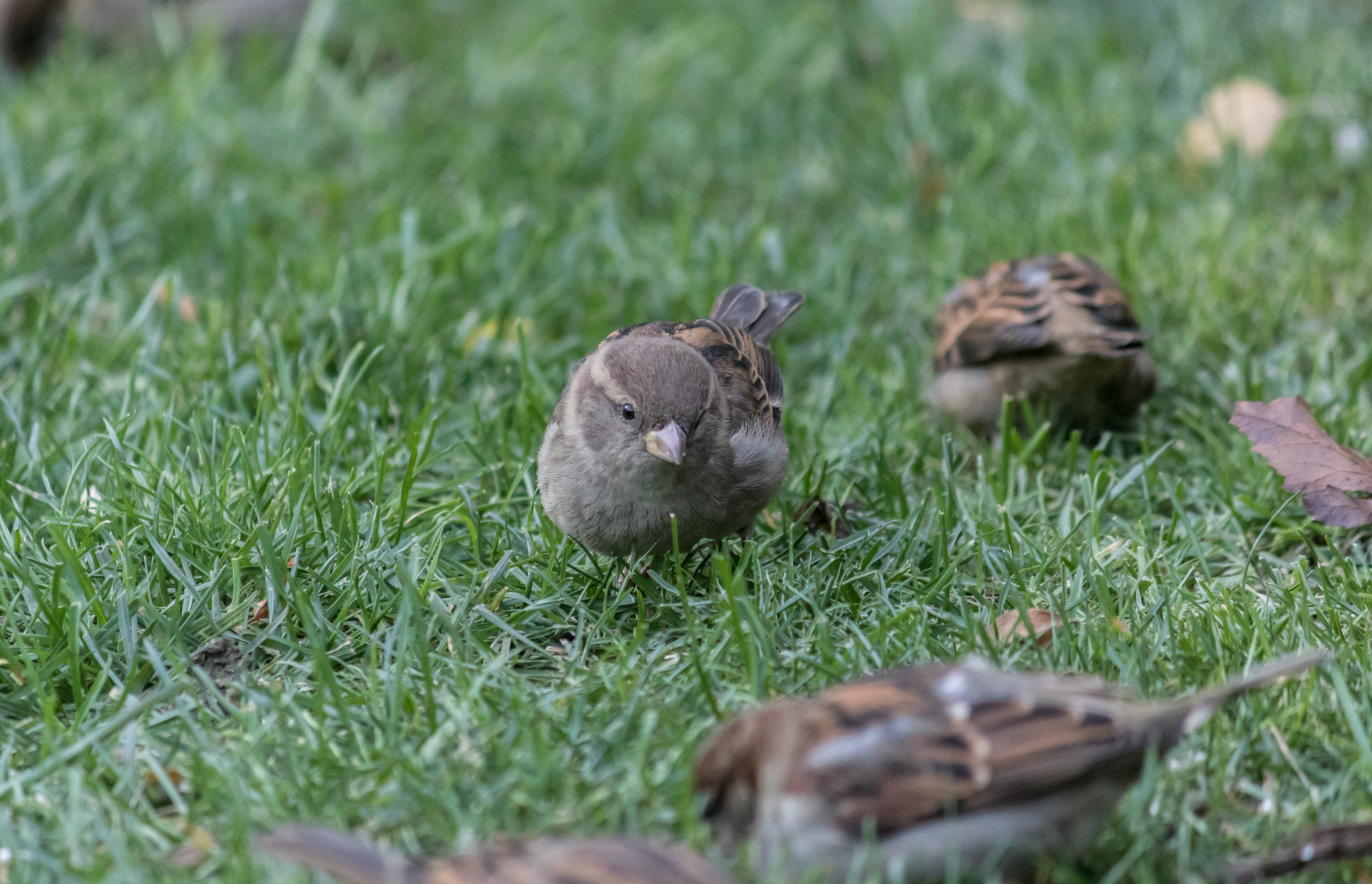 Canon EOS 760D (EOS Rebel T6s / EOS 8000D) sample photo. Chickadee photography