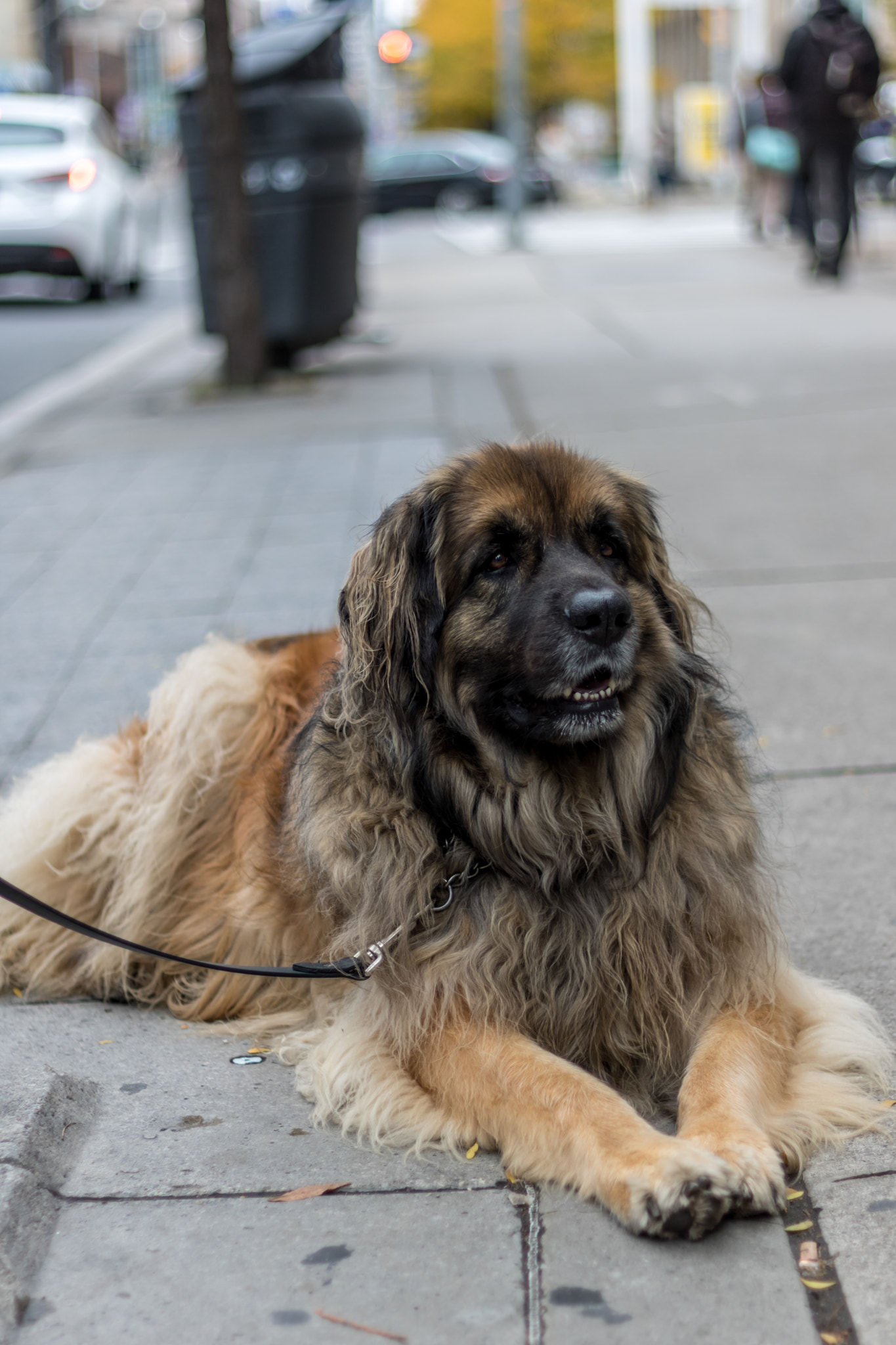 Canon EOS 760D (EOS Rebel T6s / EOS 8000D) sample photo. Big puppy photography