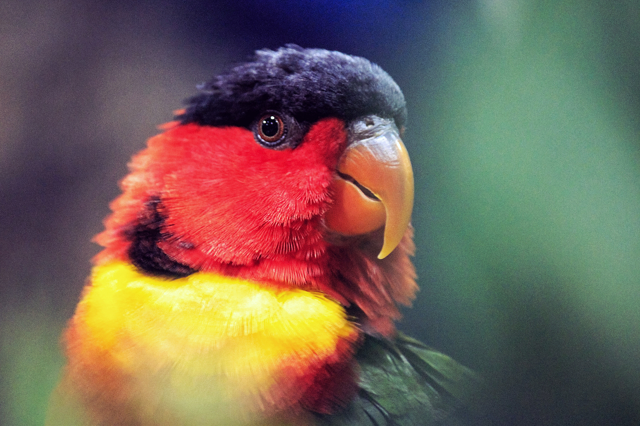 Canon EF-S 55-250mm F4-5.6 IS II sample photo. Color palette photography