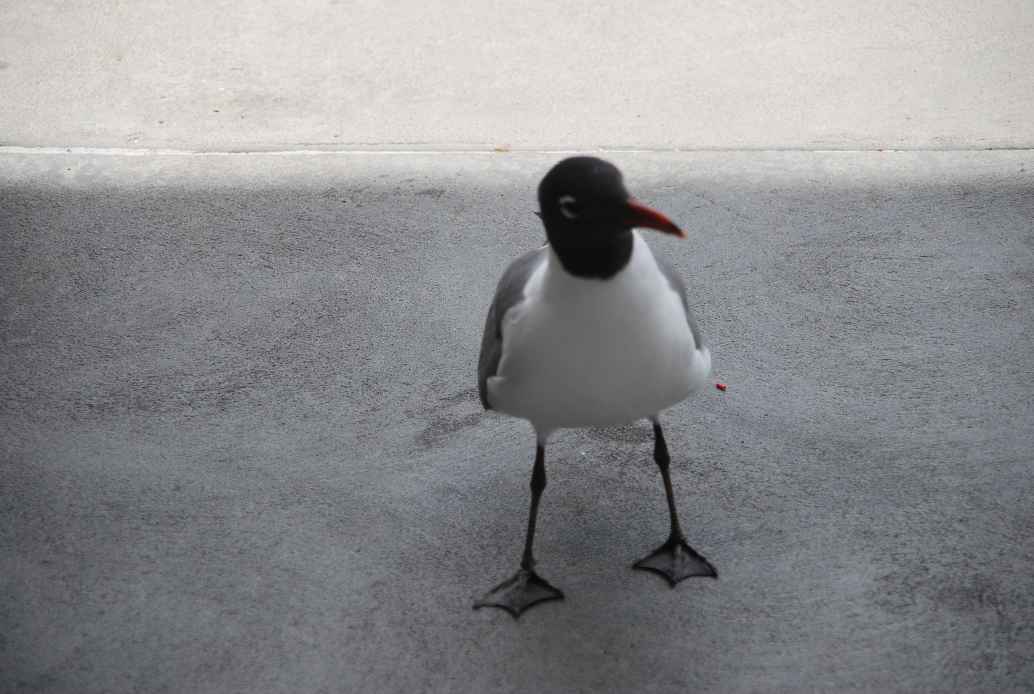 Nikon D60 + Sigma 18-200mm F3.5-6.3 DC sample photo. The wondering bird photography