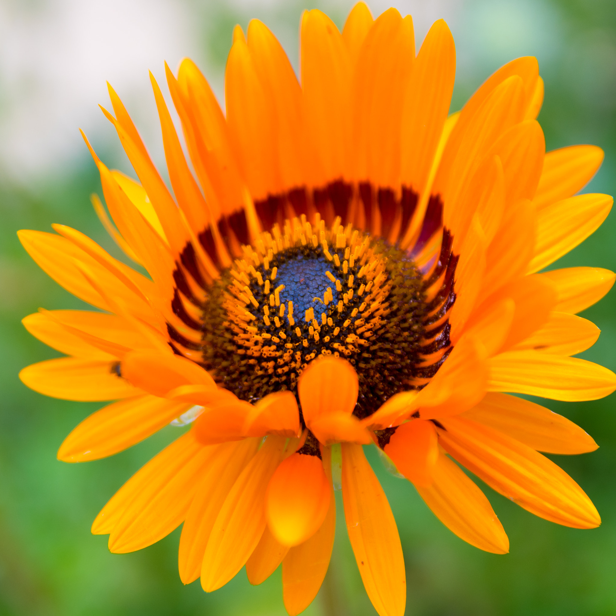 Sigma 17-50mm F2.8 EX DC HSM sample photo. Orange photography