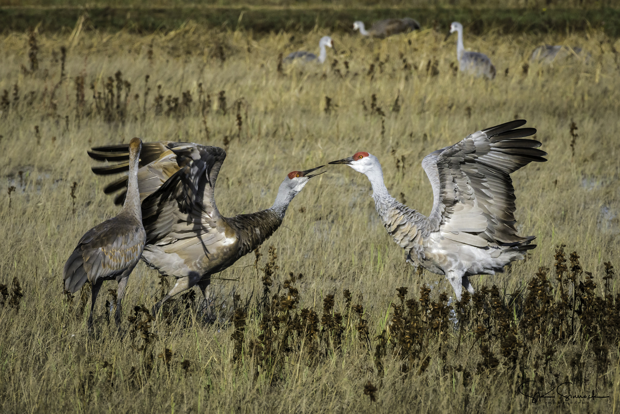 Nikon D800 sample photo. Sandhill cranes photography