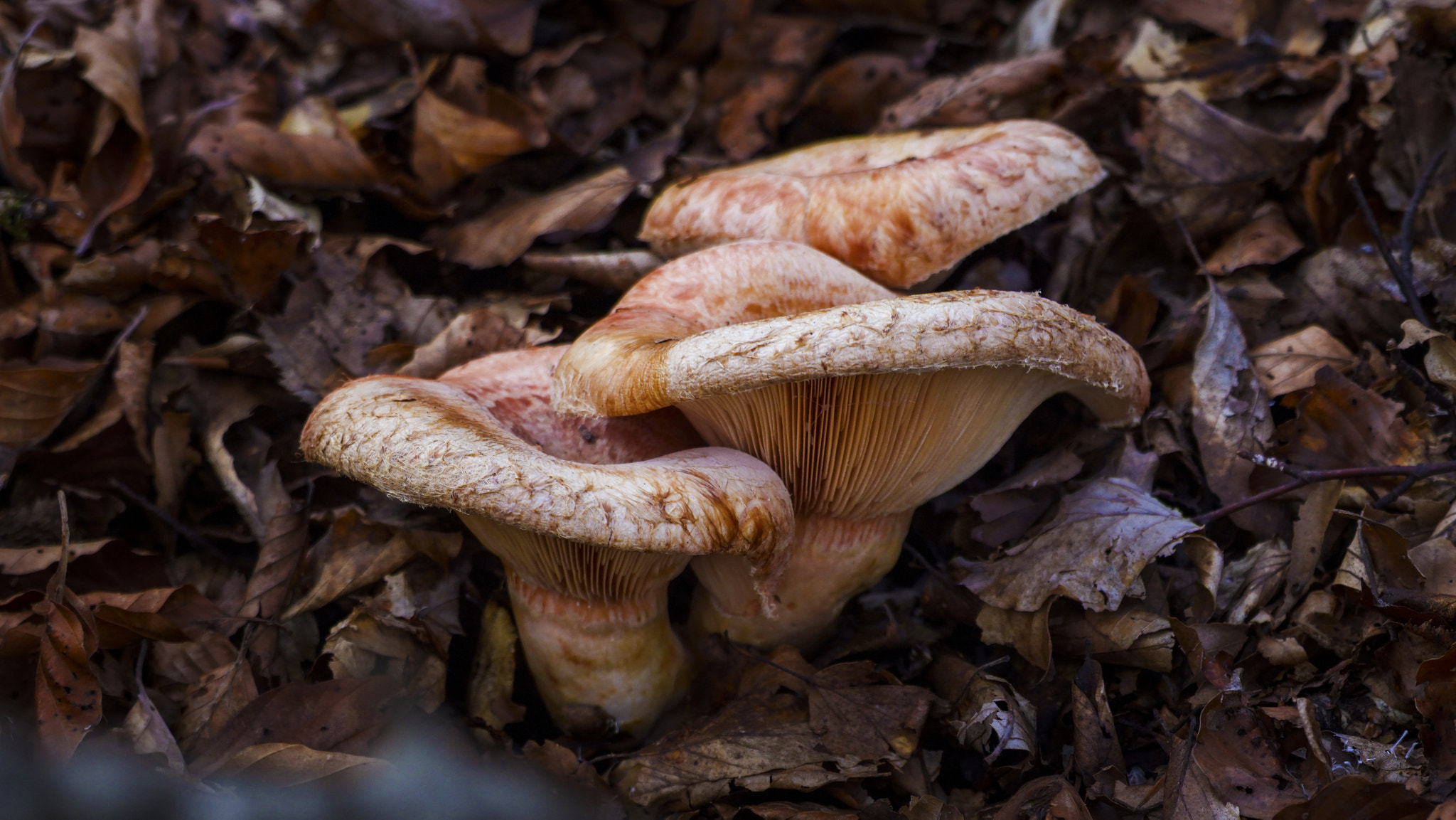 Fujifilm FinePix S6000fd sample photo. Lactarius torminosus photography