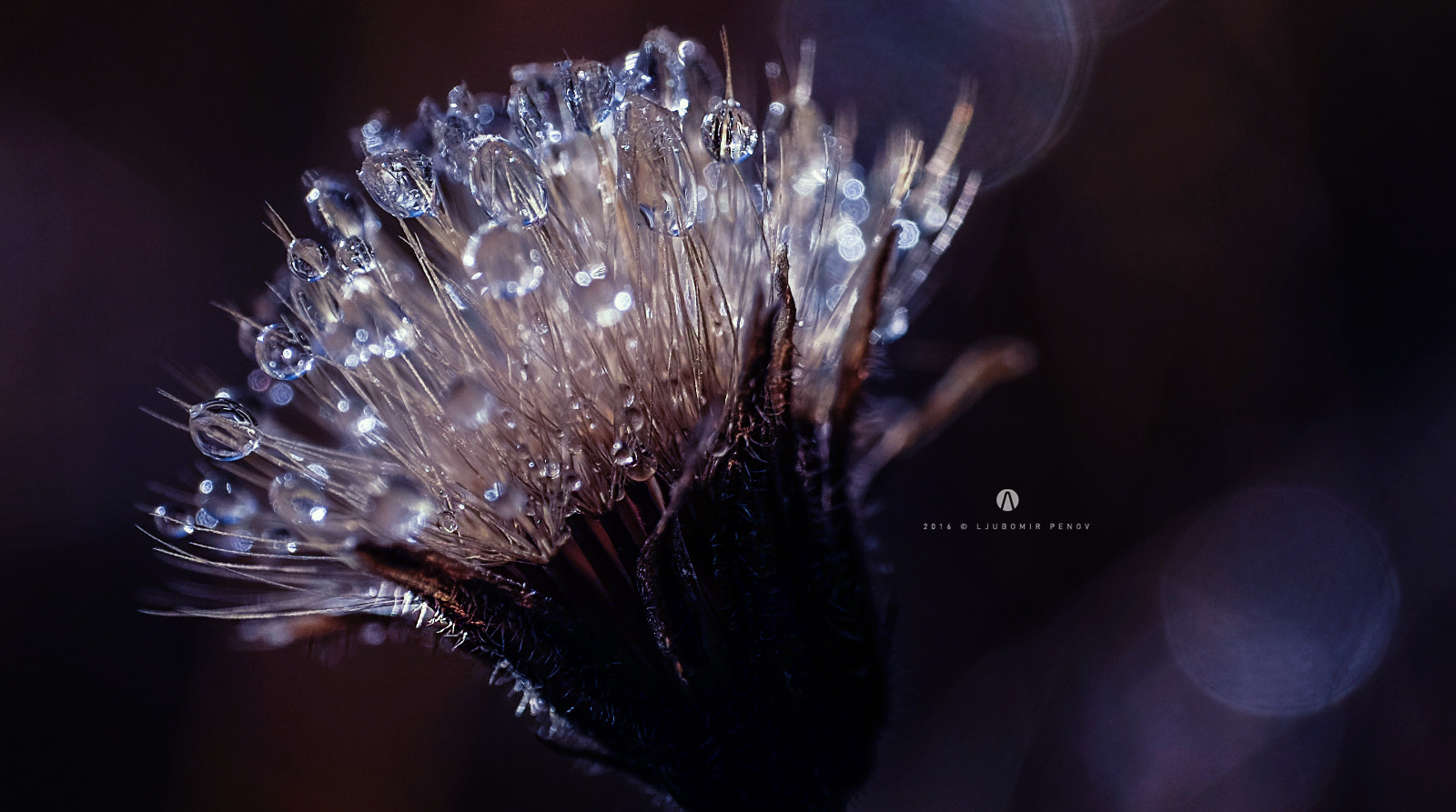 Fujifilm X-T1 + ZEISS Touit 50mm F2.8 sample photo. Blue drops photography