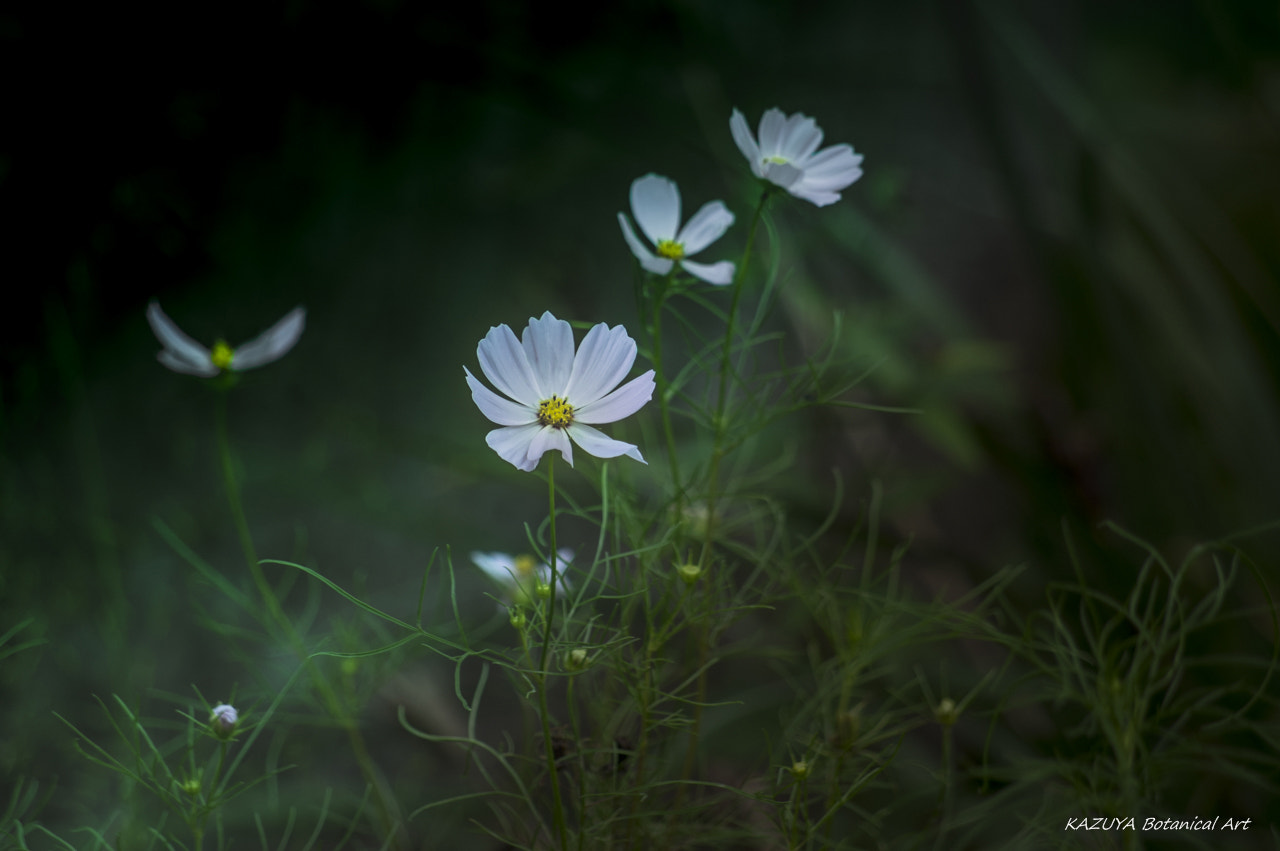 Pentax K-3 II + smc Pentax-DA L 50-200mm F4-5.6 ED WR sample photo