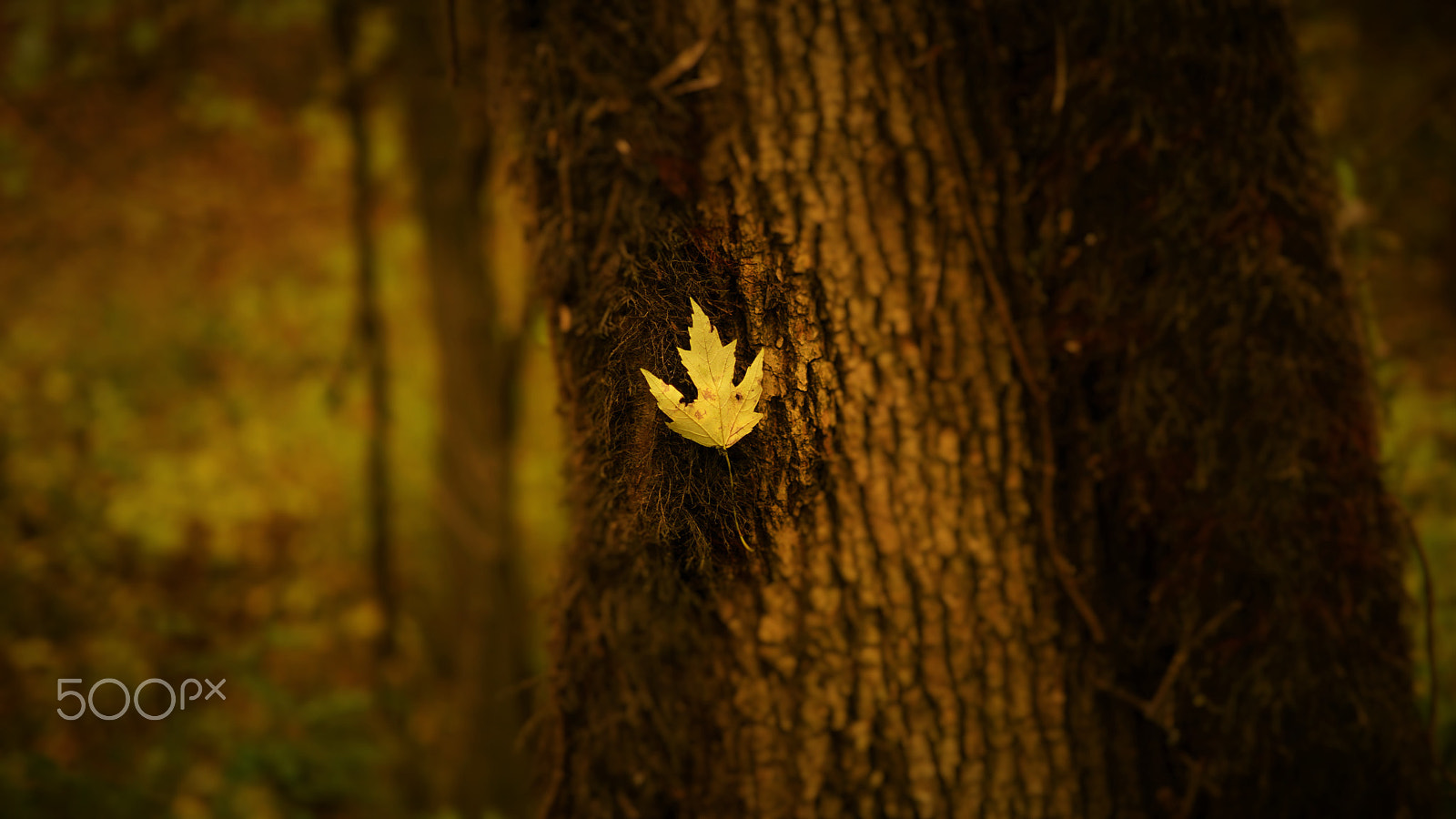 Sony a6000 + ZEISS Touit 32mm F1.8 sample photo. The lone leaf photography