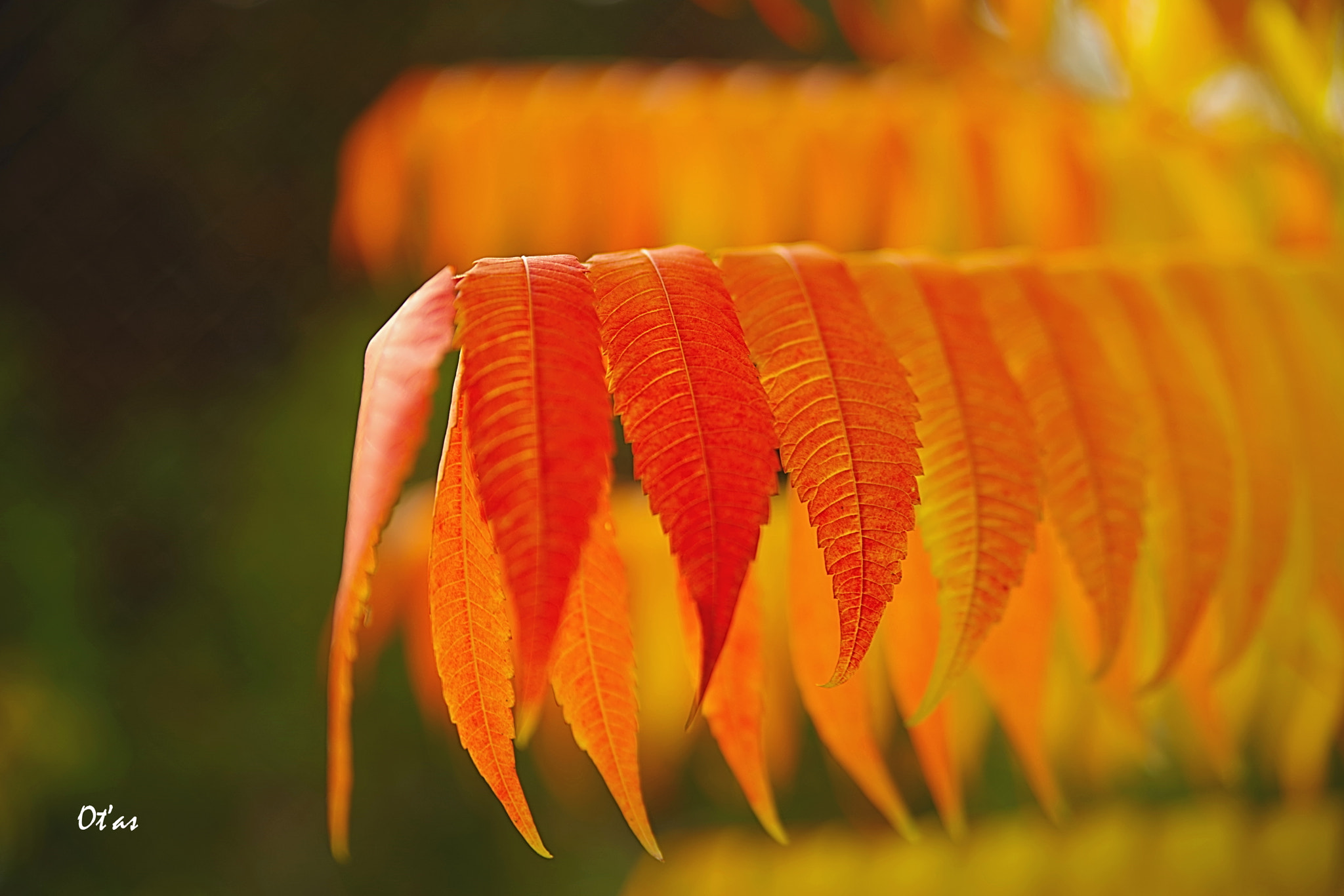 Tamron AF 28-75mm F2.8 XR Di LD Aspherical (IF) sample photo. Autumn in the colours ii photography