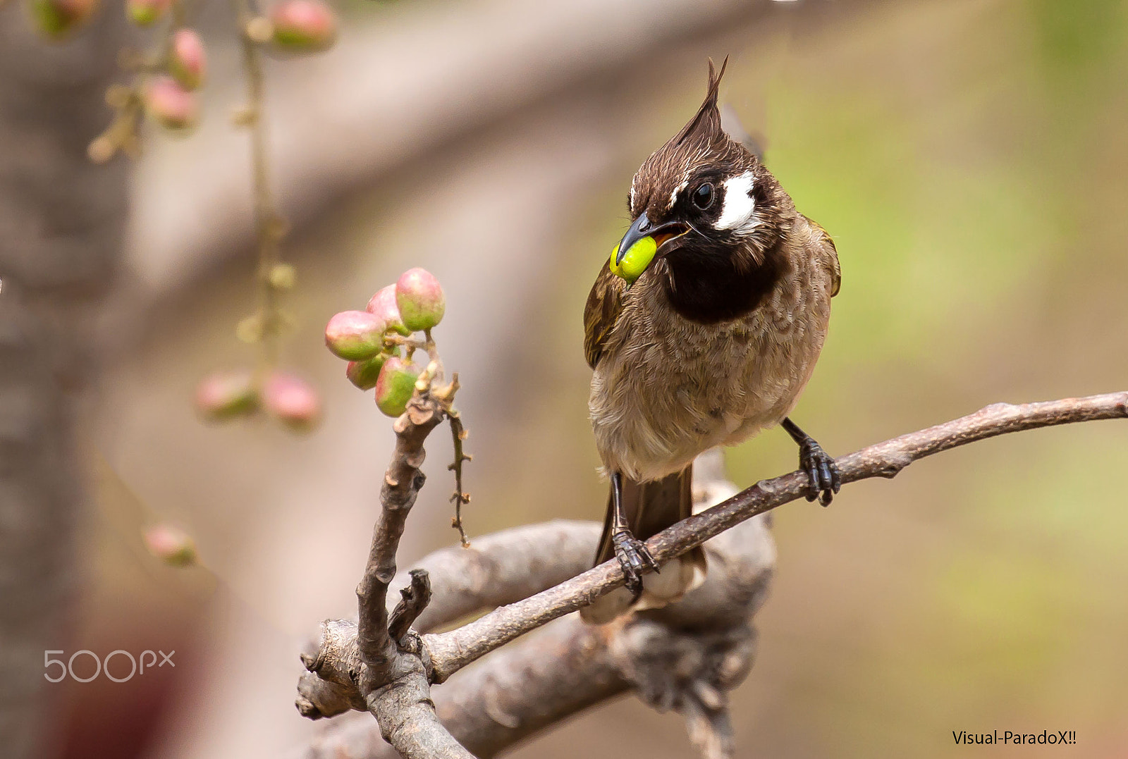 Canon EOS 500D (EOS Rebel T1i / EOS Kiss X3) sample photo. Himalayan bulbul \ white cheeked bulbul photography