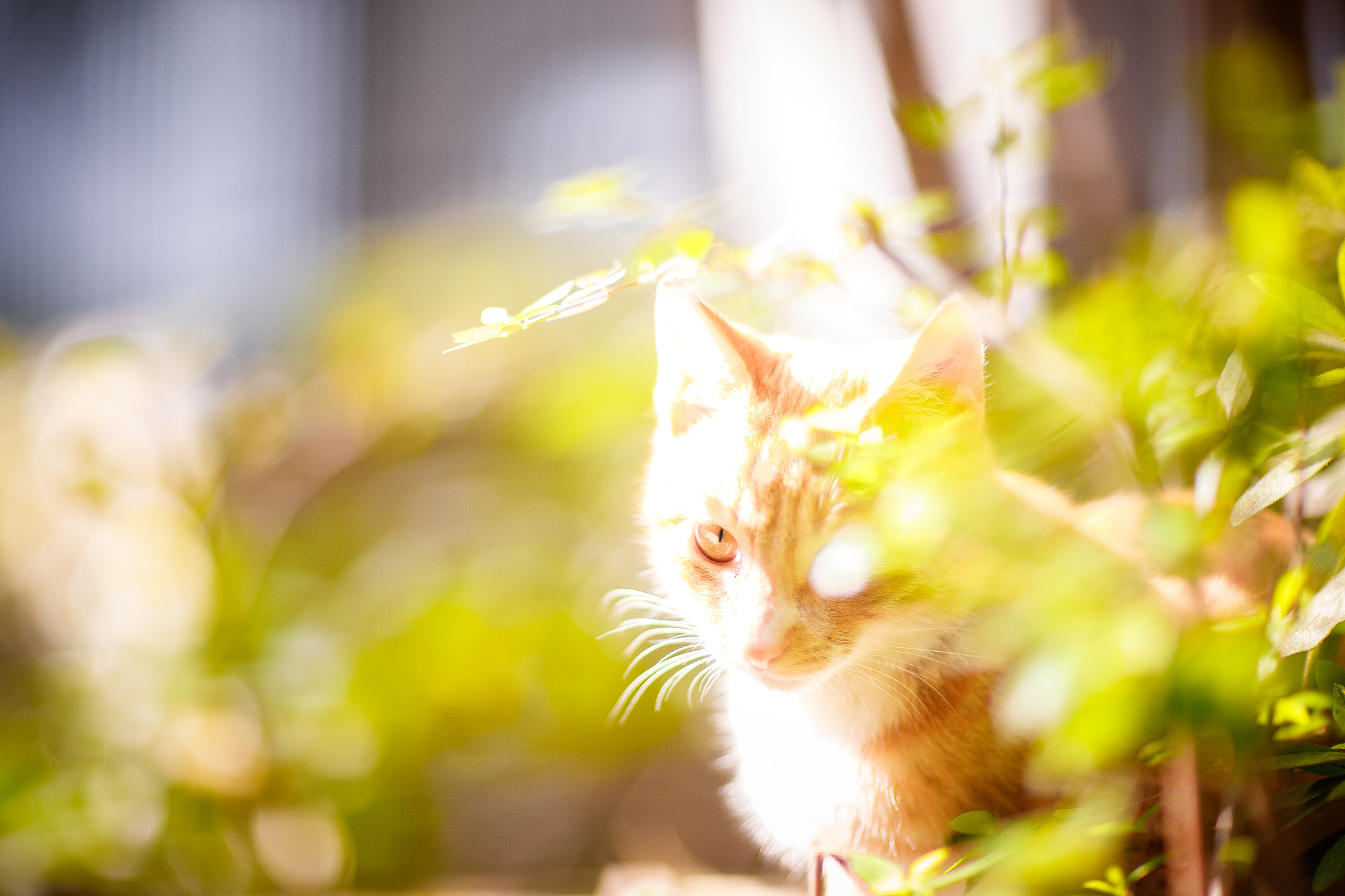 Canon EF 85mm F1.2L II USM sample photo. Ai photography
