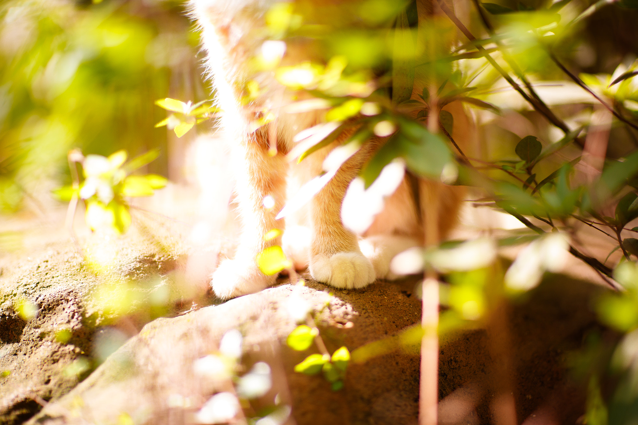 Canon EF 85mm F1.2L II USM sample photo. Ai photography