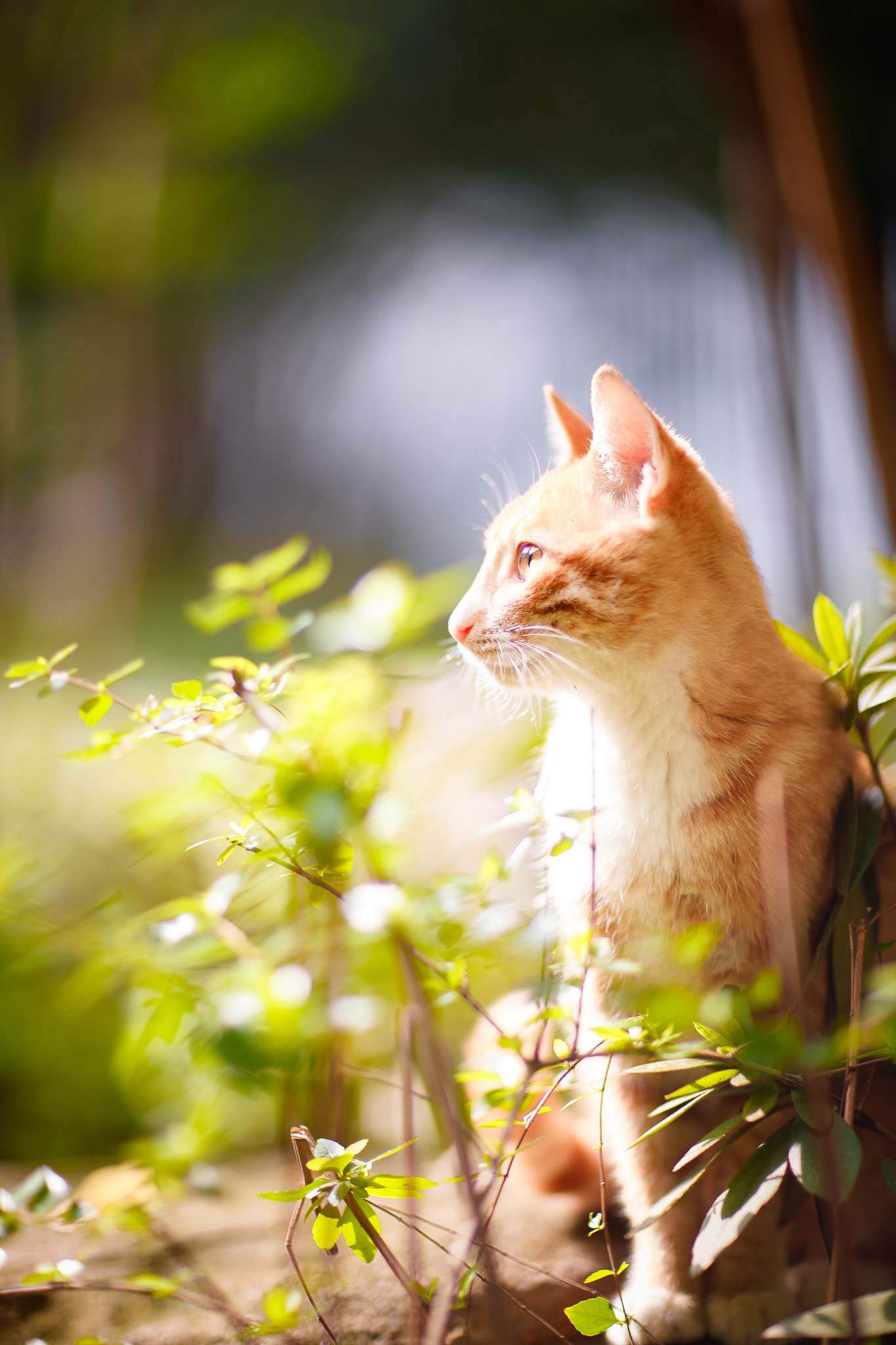 Canon EF 85mm F1.2L II USM sample photo. Ai photography
