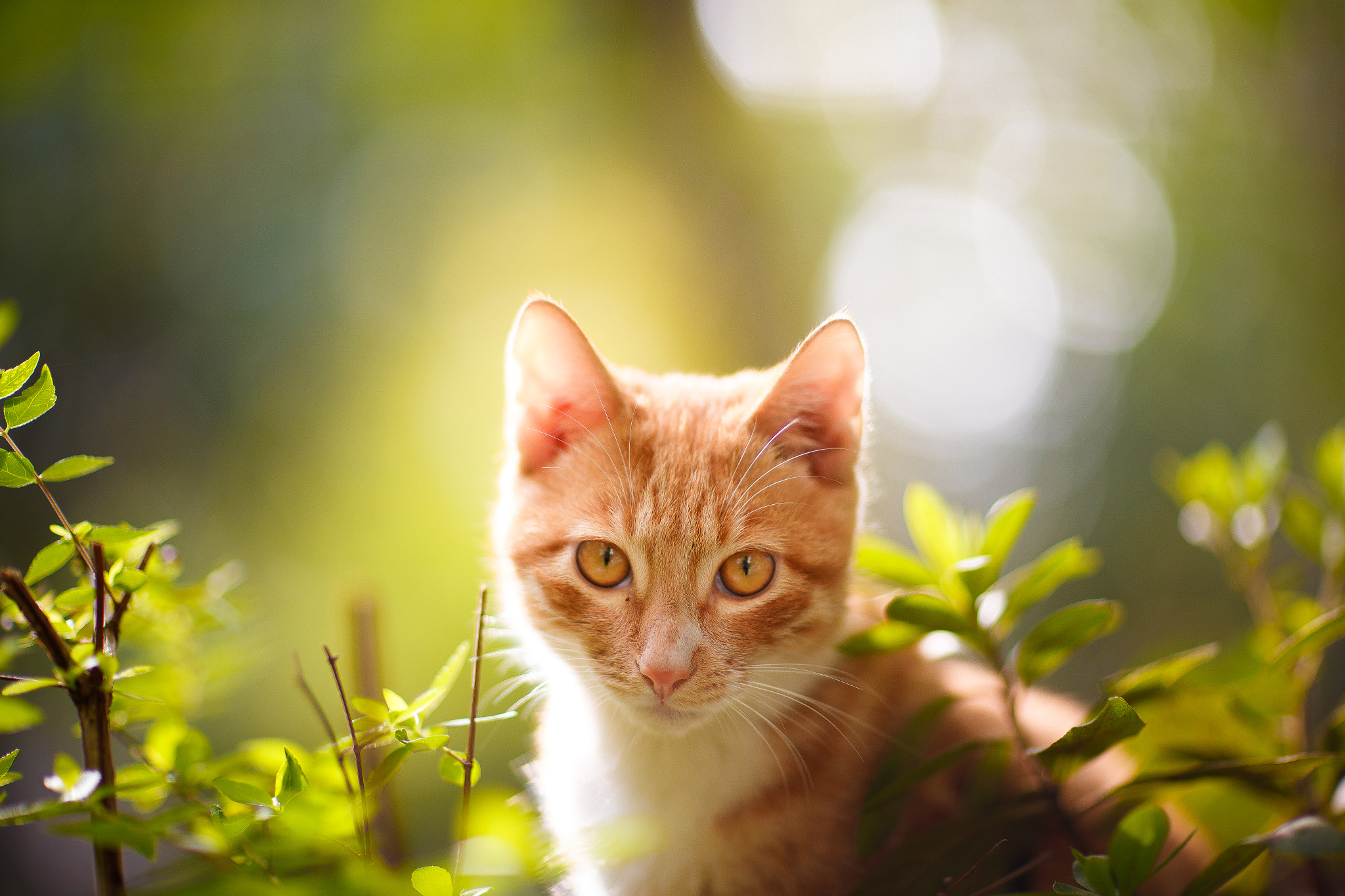 Canon EF 85mm F1.2L II USM sample photo. Ai photography