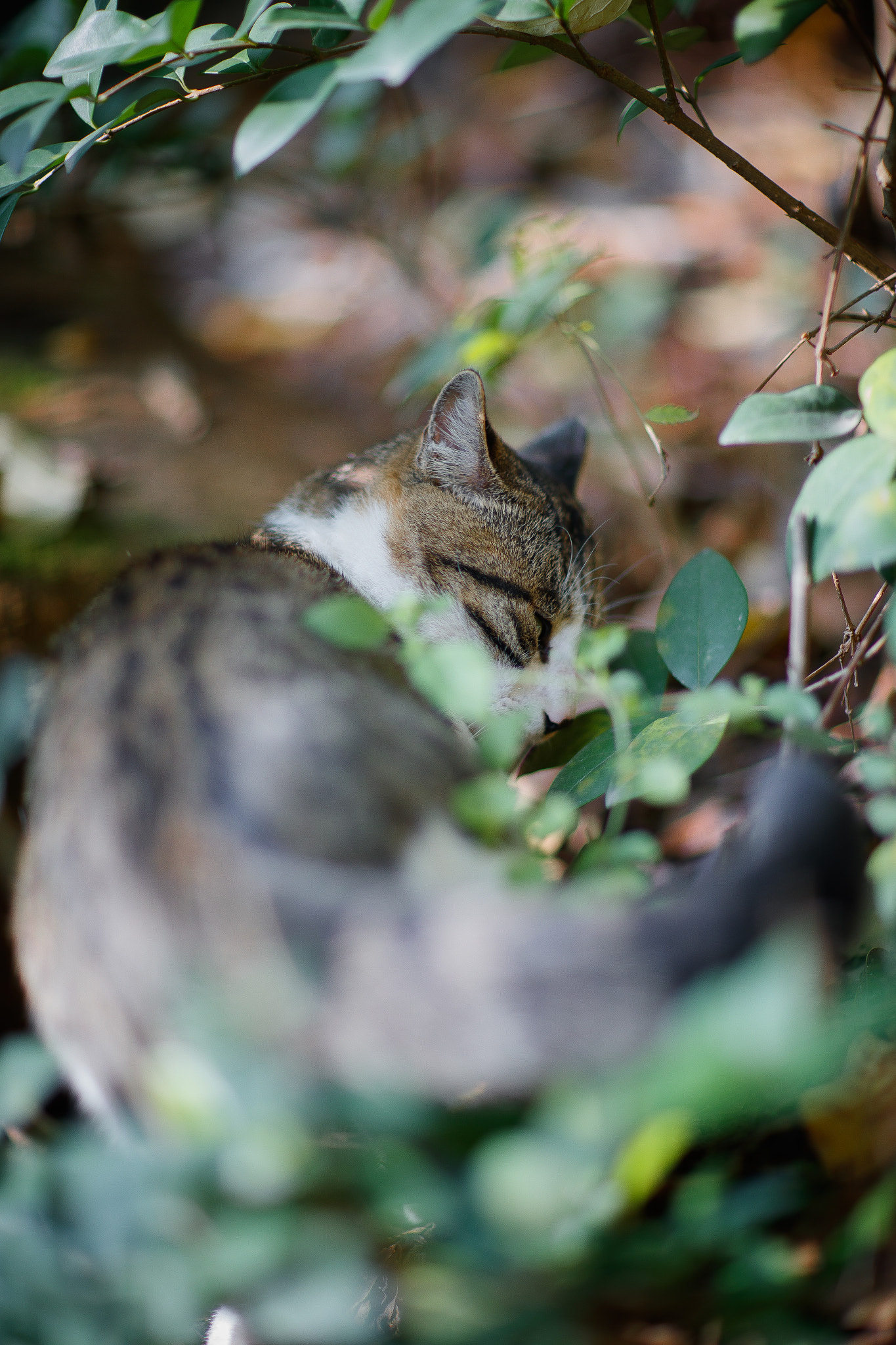 Canon EF 85mm F1.2L II USM sample photo. Ai photography