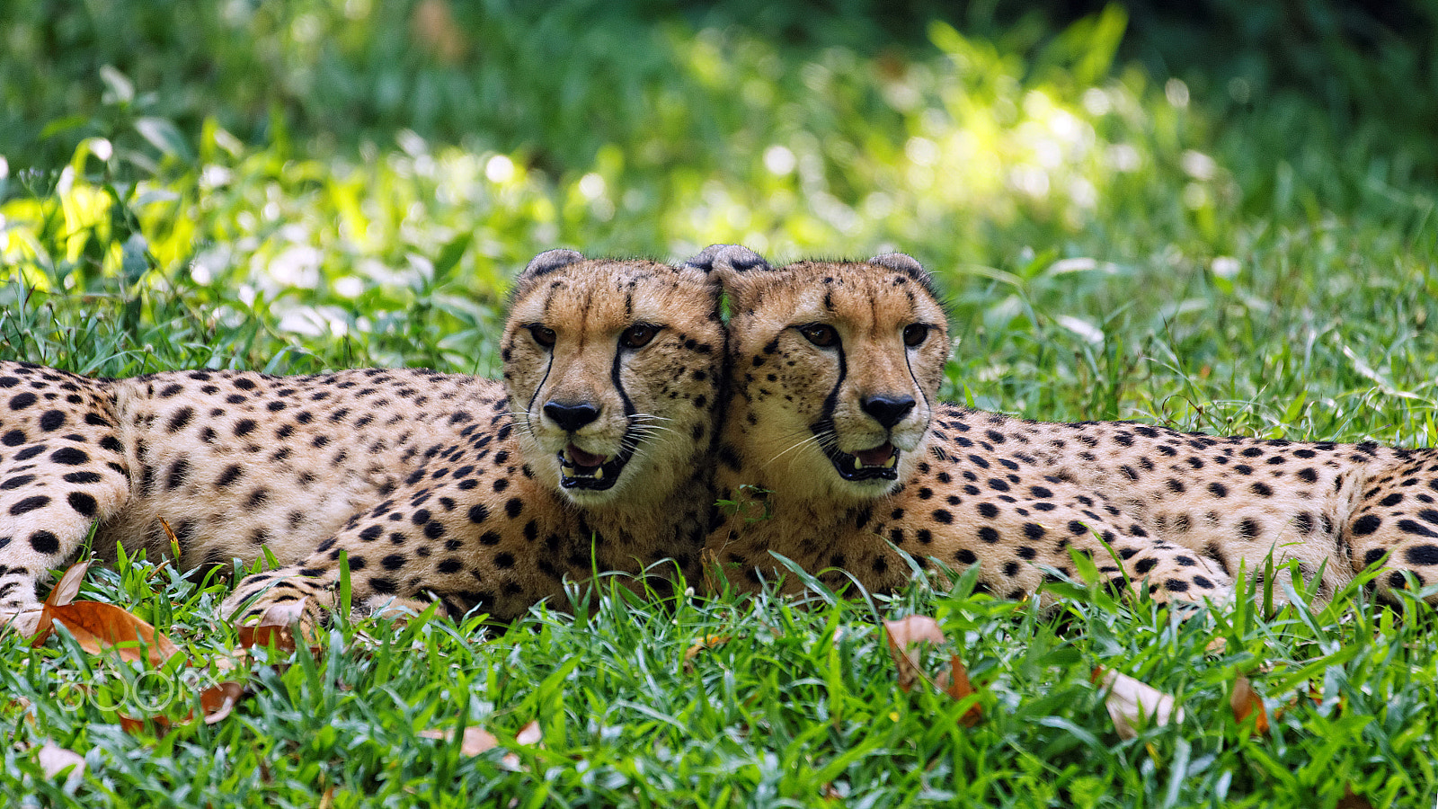 Tamron SP 150-600mm F5-6.3 Di VC USD sample photo. Mirror cheetah photography