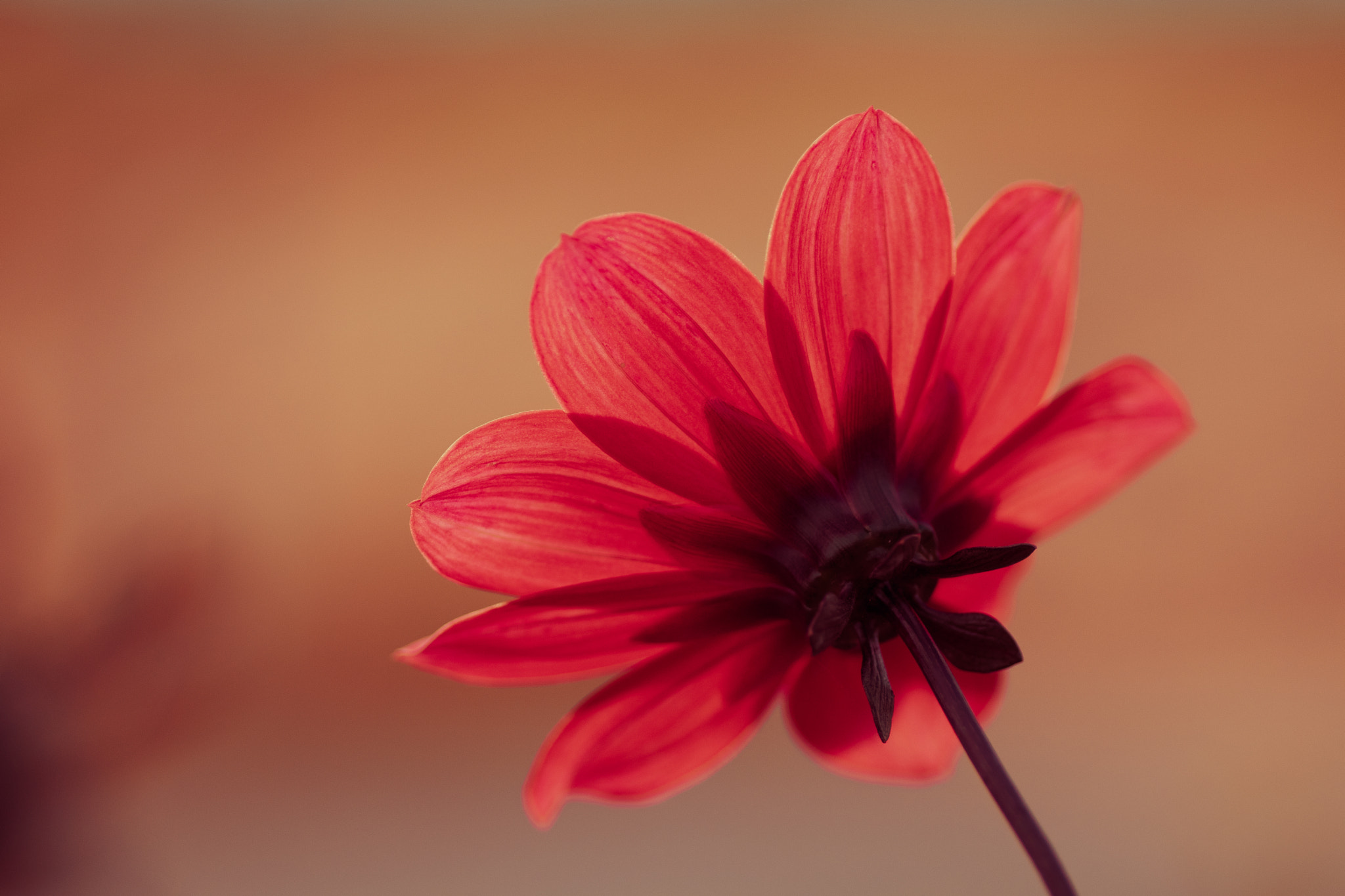 Canon EOS 80D + Tamron SP AF 90mm F2.8 Di Macro sample photo. Red photography