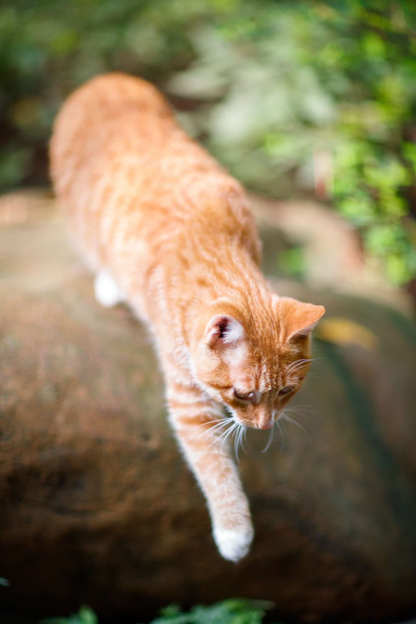 Canon EF 85mm F1.2L II USM sample photo. Ai photography