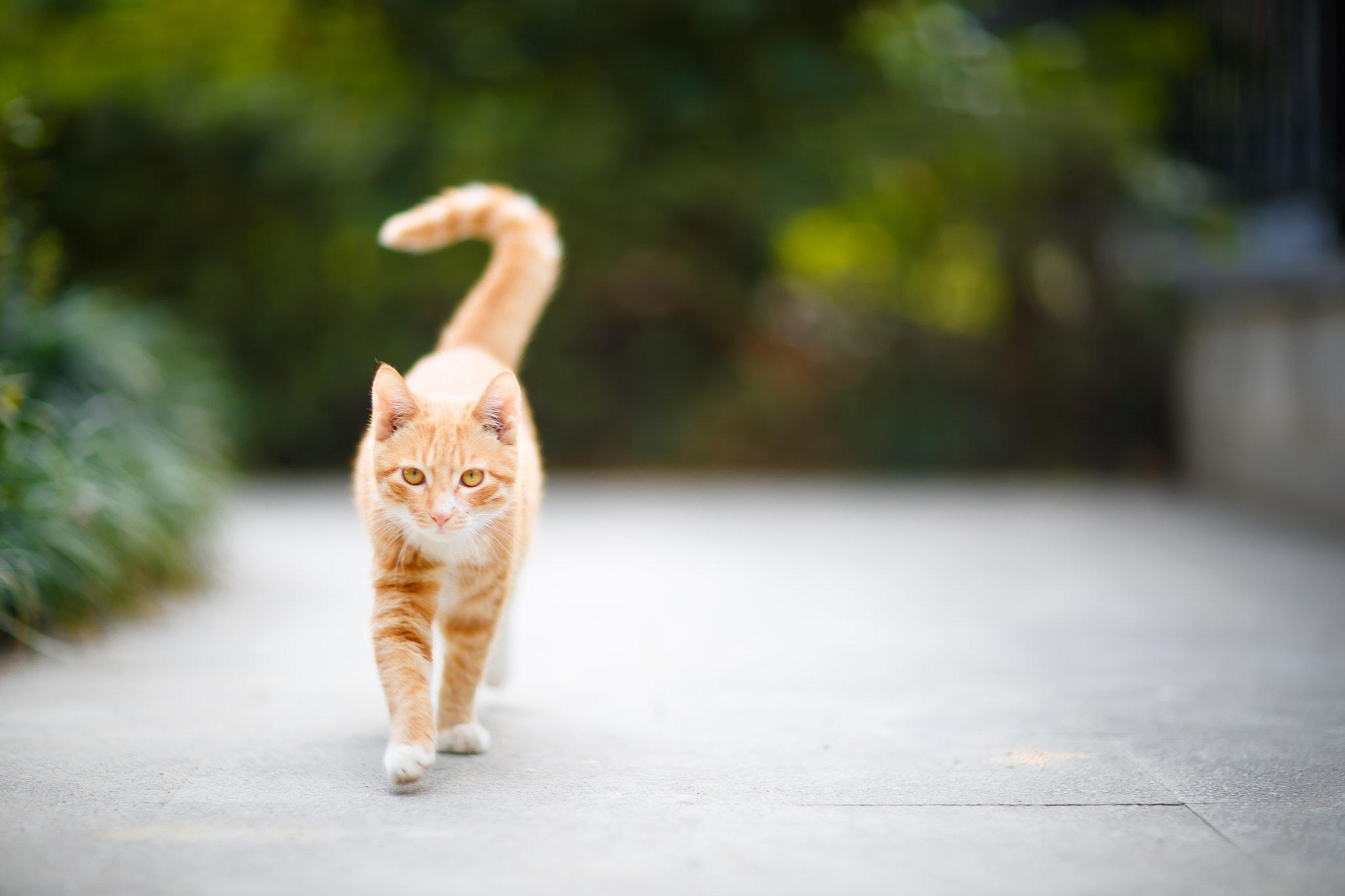 Canon EF 85mm F1.2L II USM sample photo. Ai photography