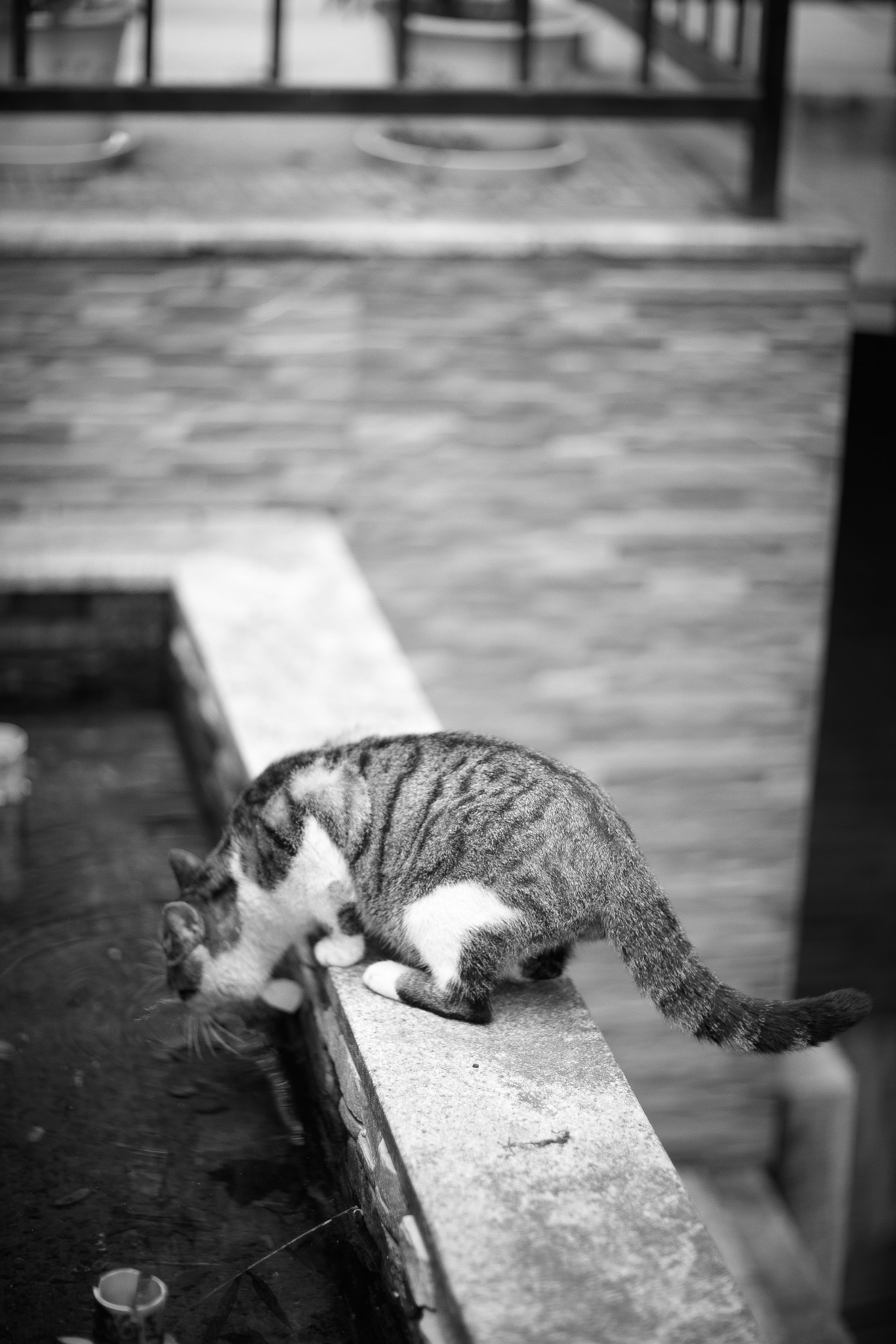 Canon EF 85mm F1.2L II USM sample photo. Ai photography