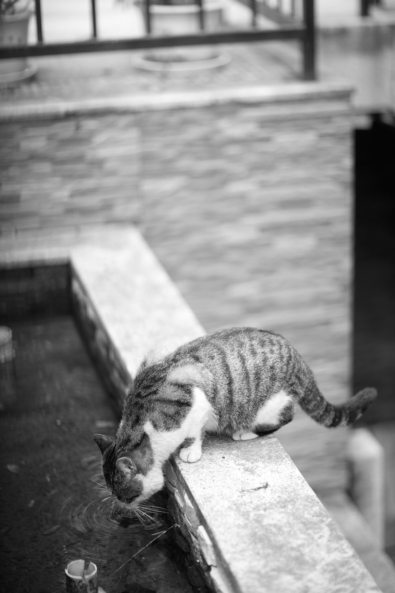 Canon EF 85mm F1.2L II USM sample photo. Ai photography