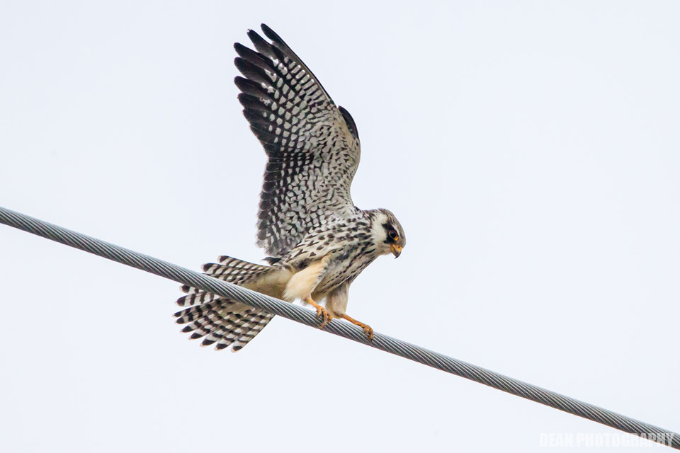 Canon EOS-1D Mark IV sample photo. Landing photography