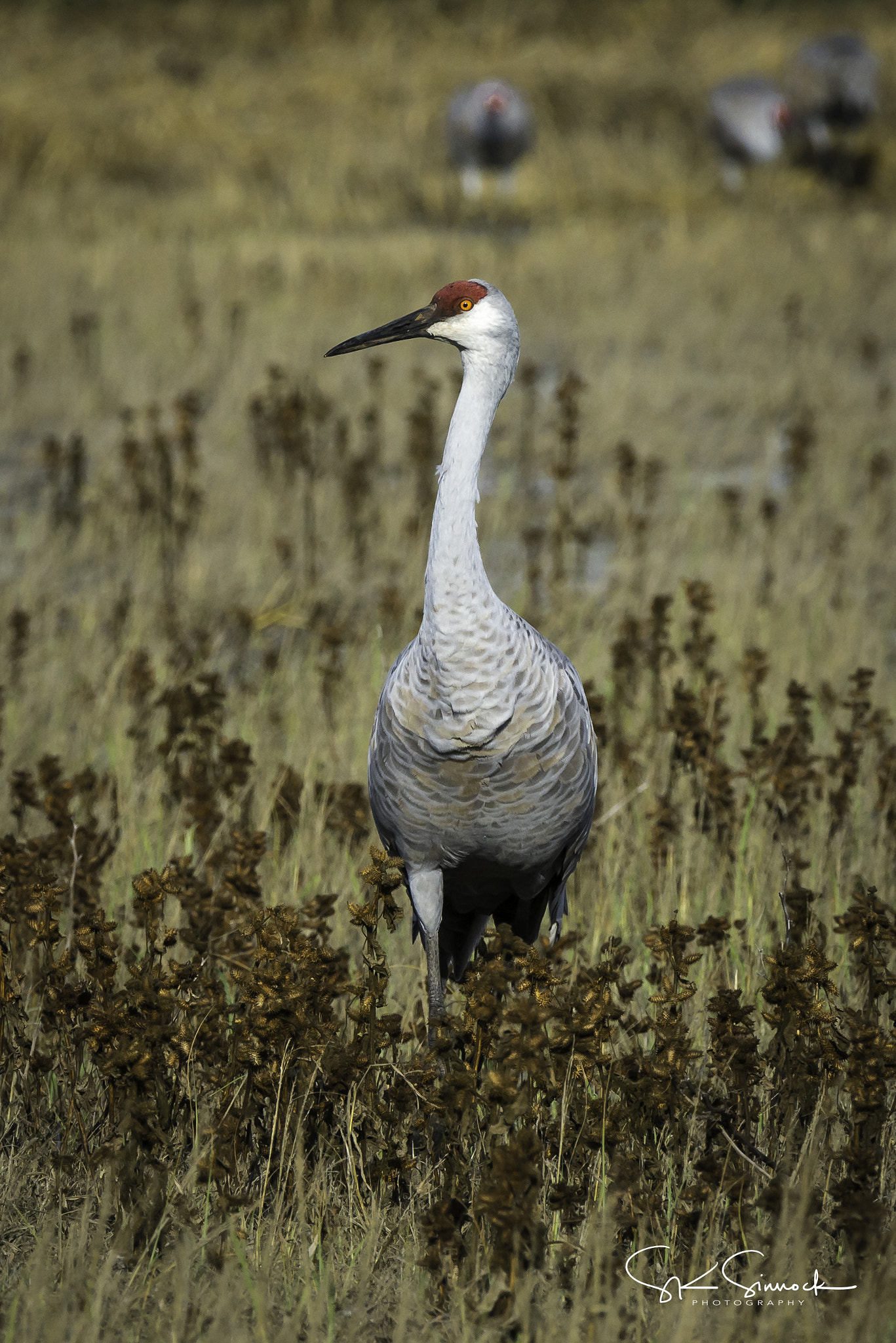 Nikon D800 sample photo. Sandhill crane photography