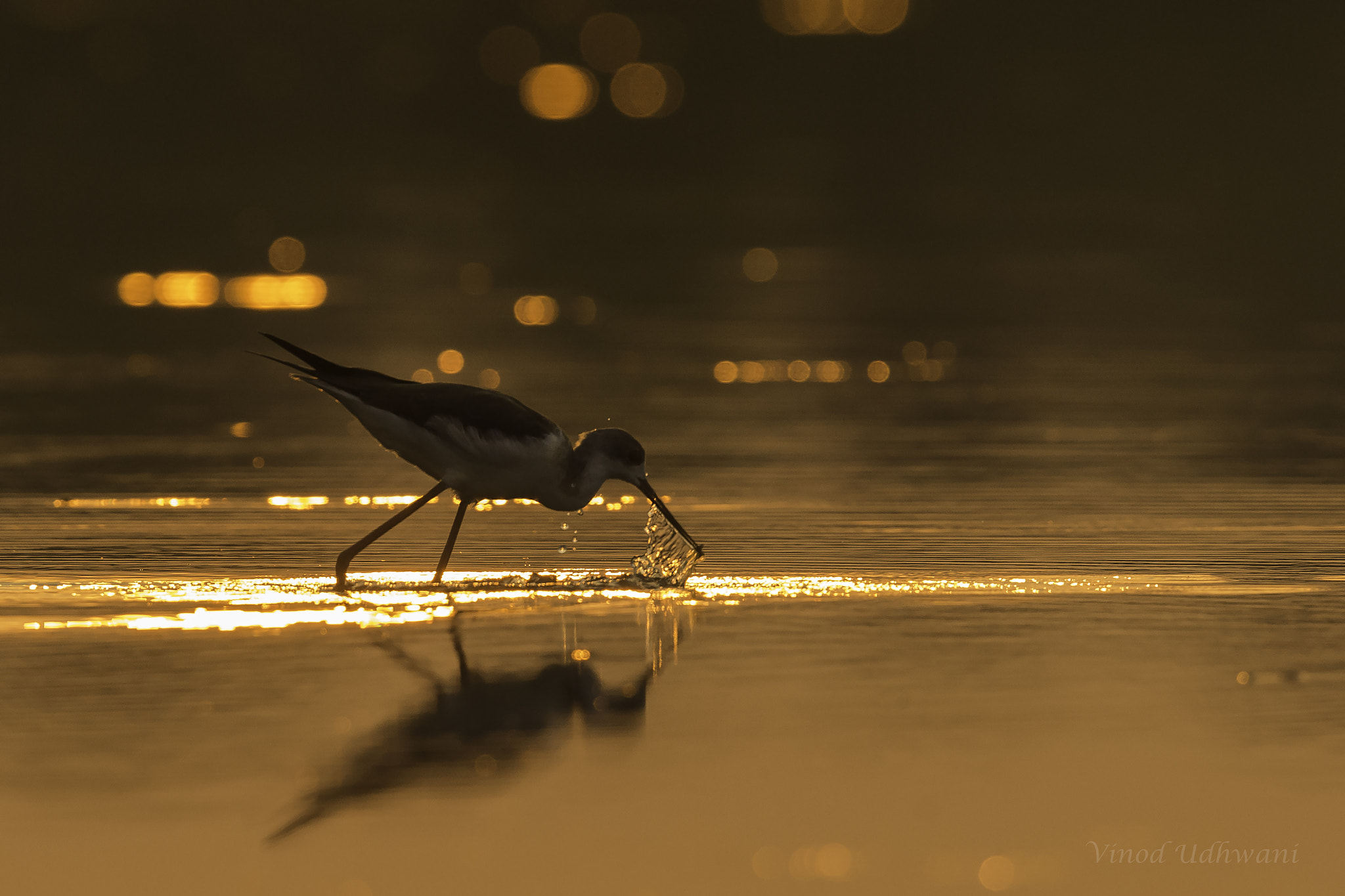 Canon EF 500mm F4L IS II USM sample photo. A sip of gold- black winged stilt photography