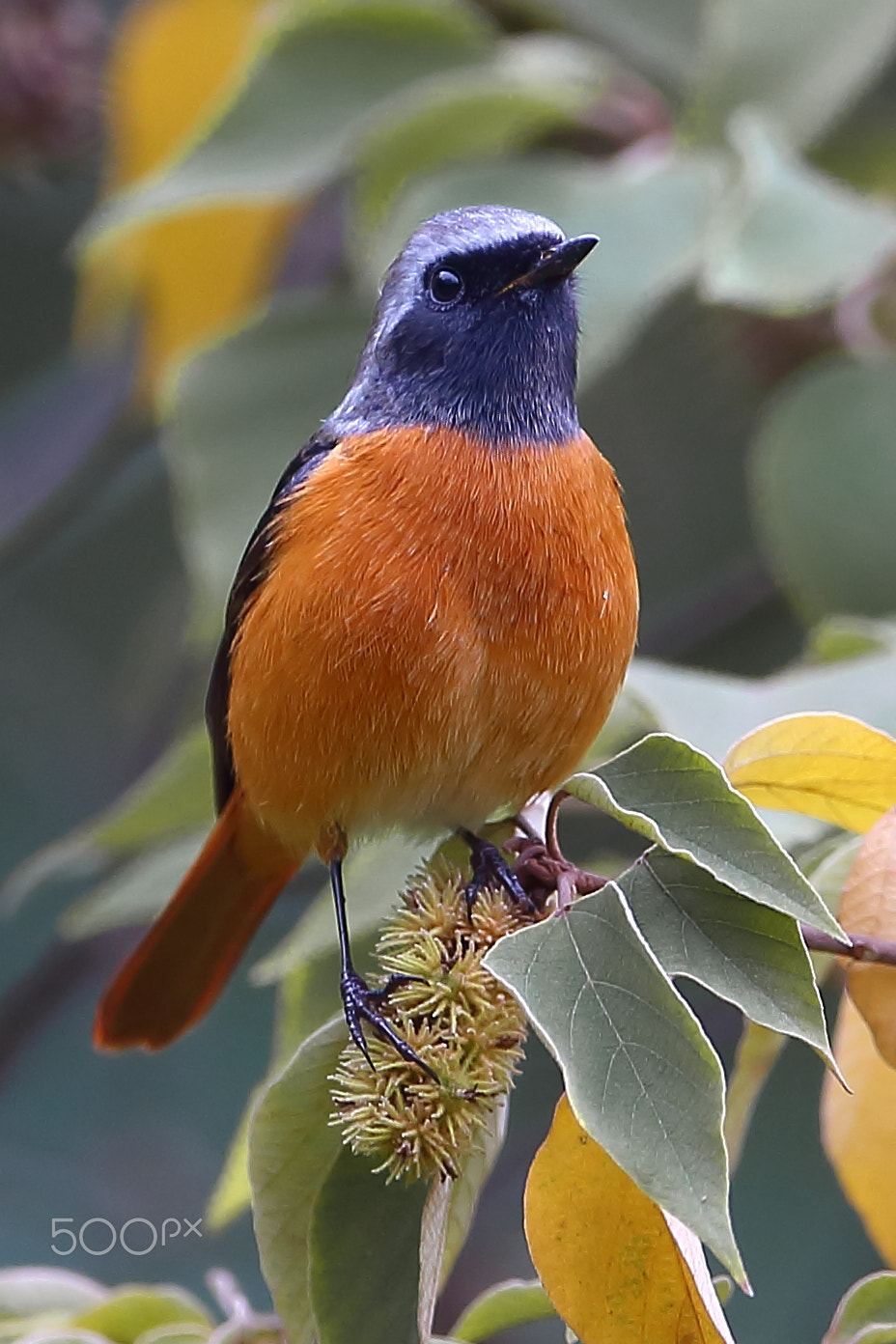 Canon EF 400mm F2.8L IS II USM sample photo. Bird photography
