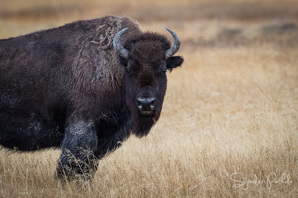 Nikon D4S + Nikon AF-S Nikkor 500mm F4G ED VR sample photo. Face off photography