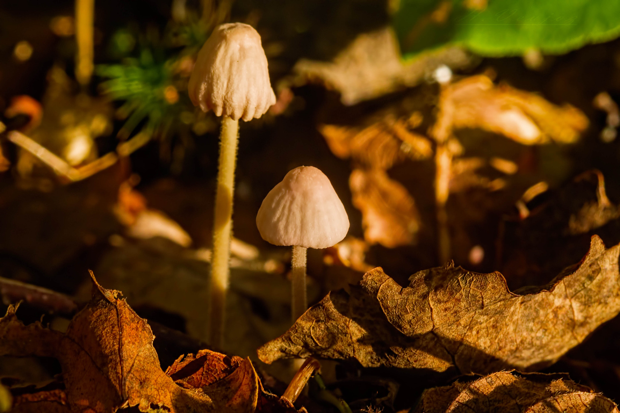 Canon EF-S 18-55mm F3.5-5.6 IS sample photo. Champignon photography