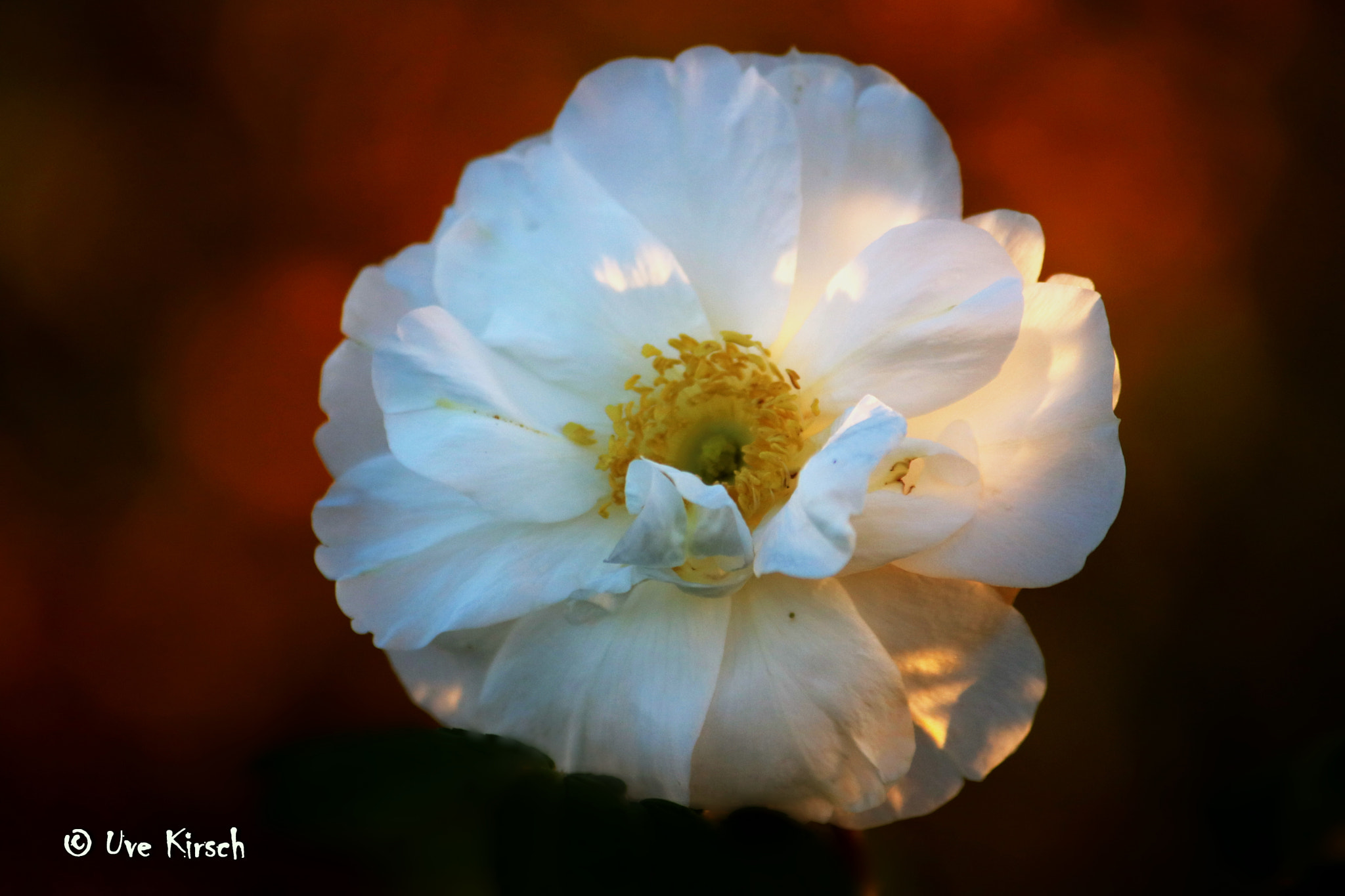 Canon EF-S 55-250mm F4-5.6 IS sample photo. White rose in november photography