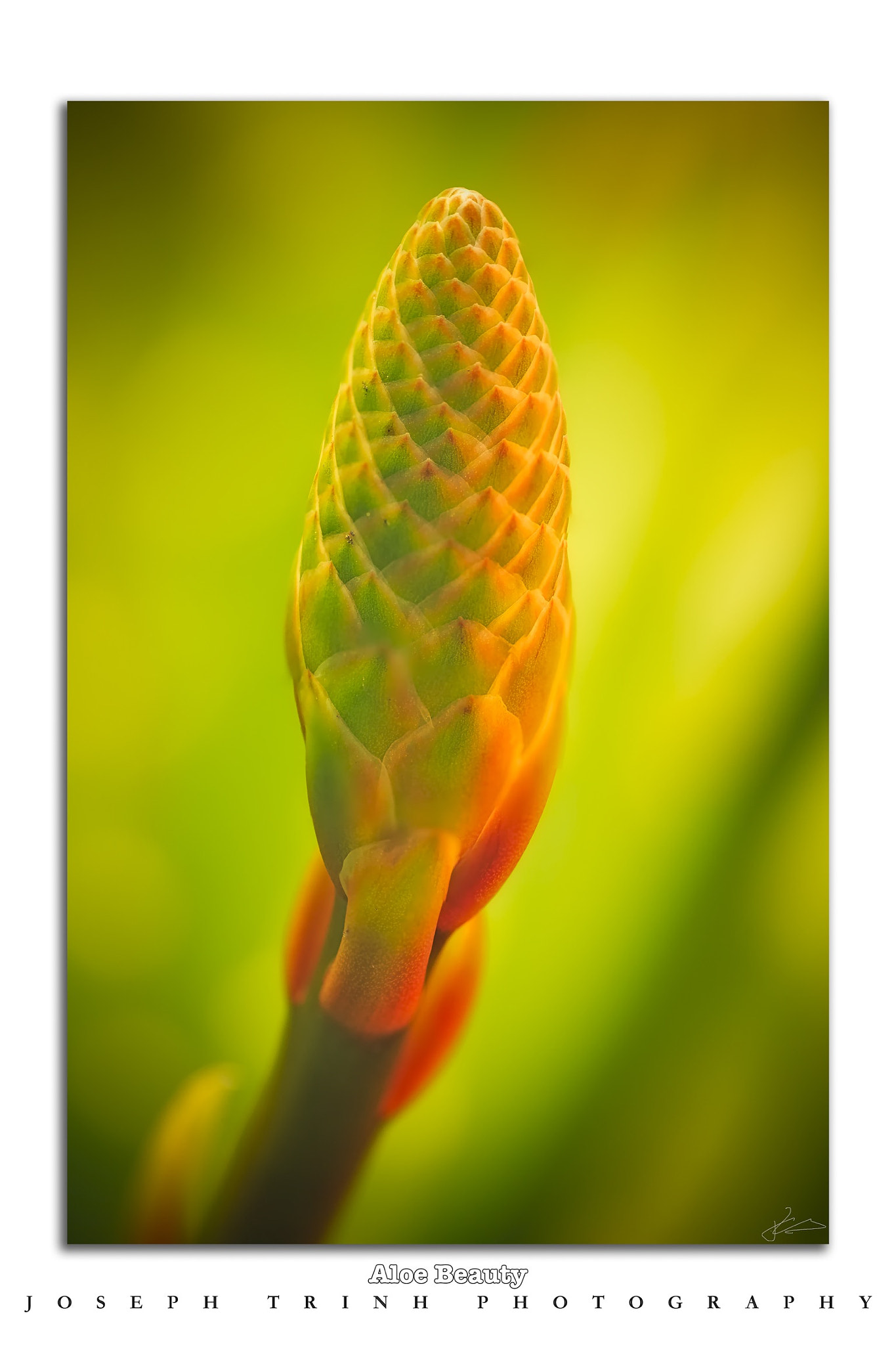 Canon EF 180mm F3.5L Macro USM sample photo. 8 focus stacks and merge with photoshop, no flash use. photography