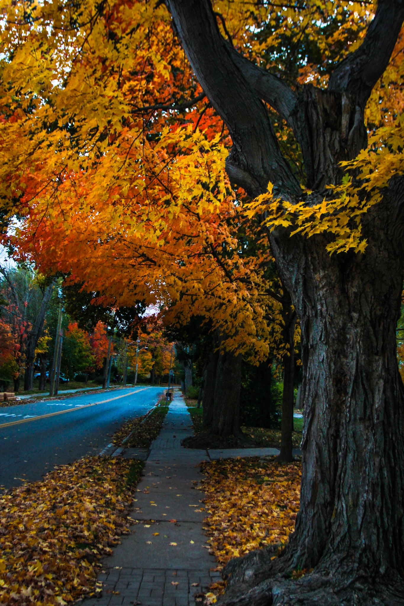 Canon EOS 600D (Rebel EOS T3i / EOS Kiss X5) + Canon EF 17-40mm F4L USM sample photo. Fall colour in canada photography