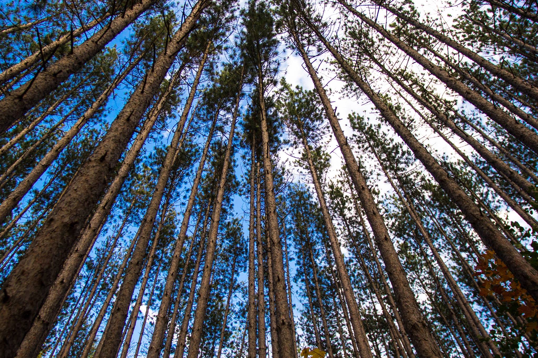 Canon EOS 600D (Rebel EOS T3i / EOS Kiss X5) + Canon EF 17-40mm F4L USM sample photo. Trees meet the sky photography