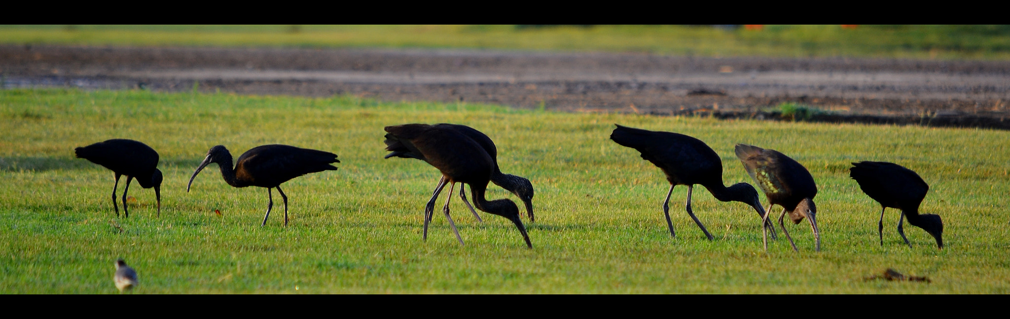 Sigma 120-400mm F4.5-5.6 DG OS HSM sample photo. Black ibis photography